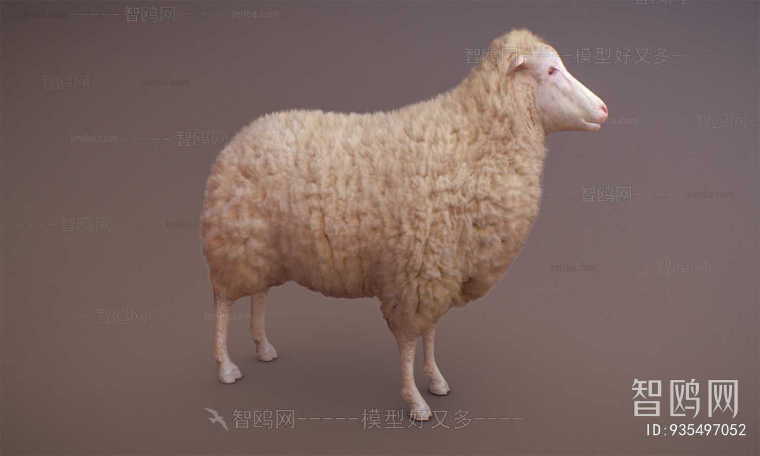 现代动物宠物羊