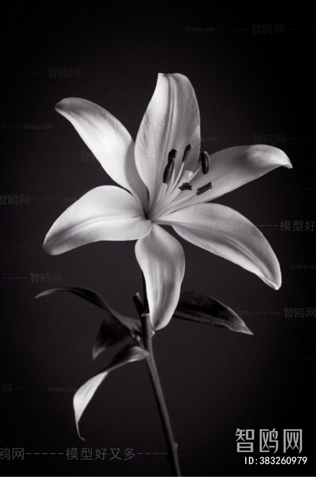 黑白花朵装饰画