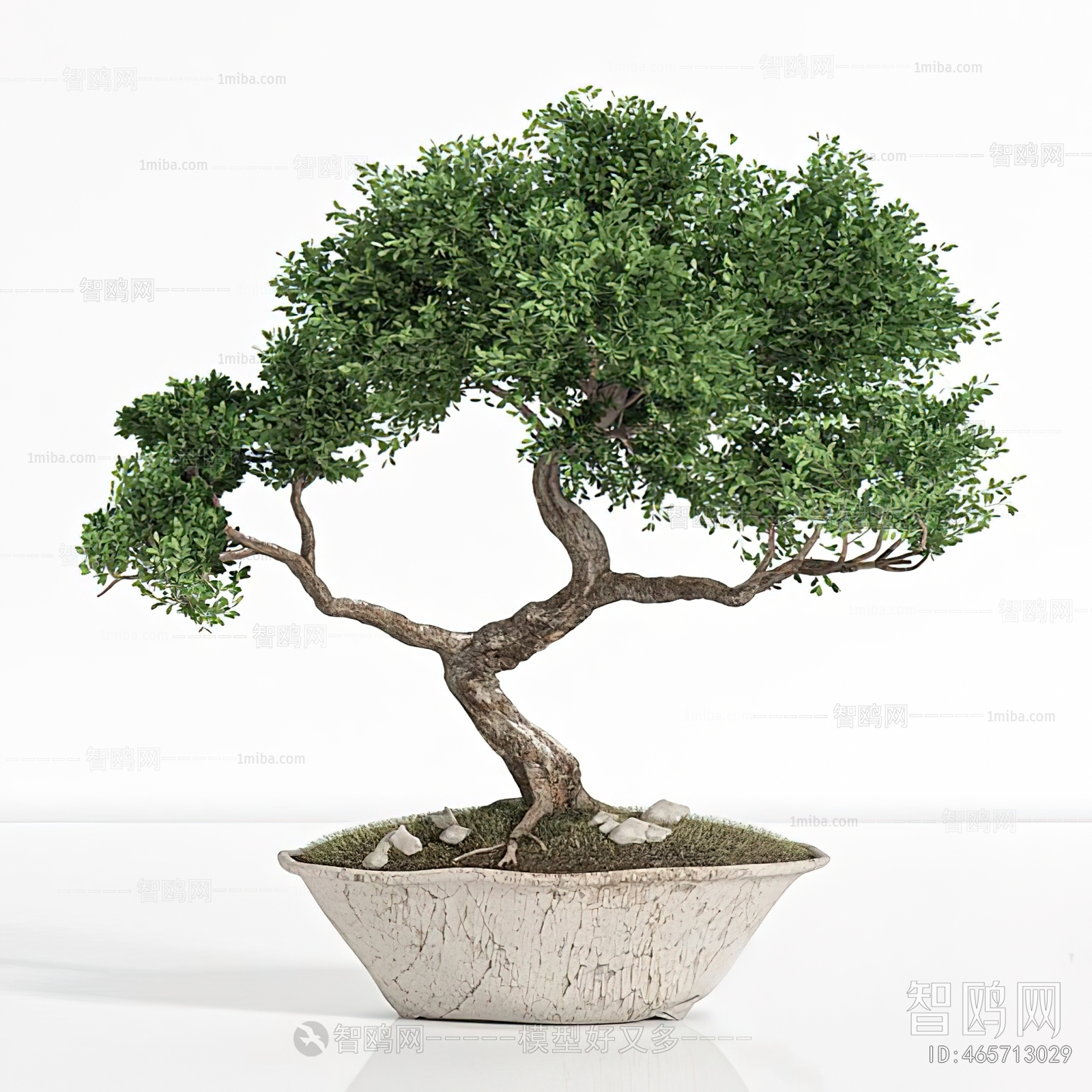 Modern Bonsai