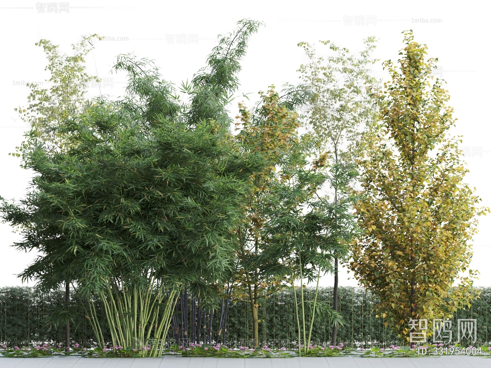现代竹子 绿植灌木