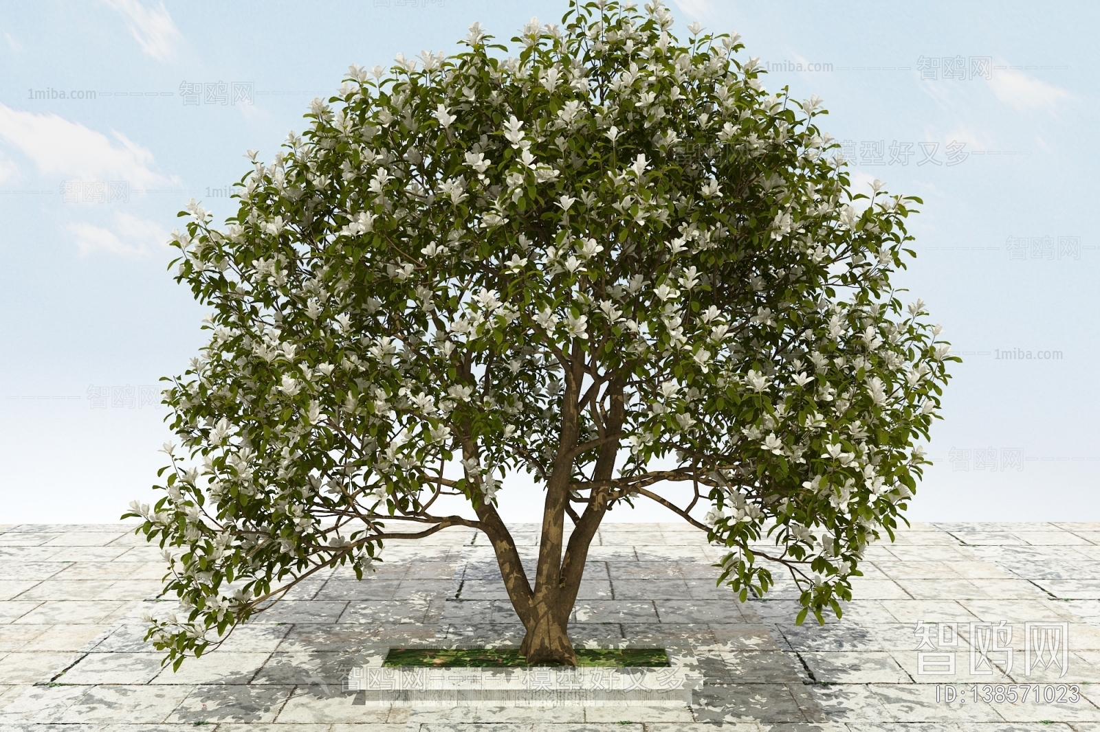 中式大树开花植物