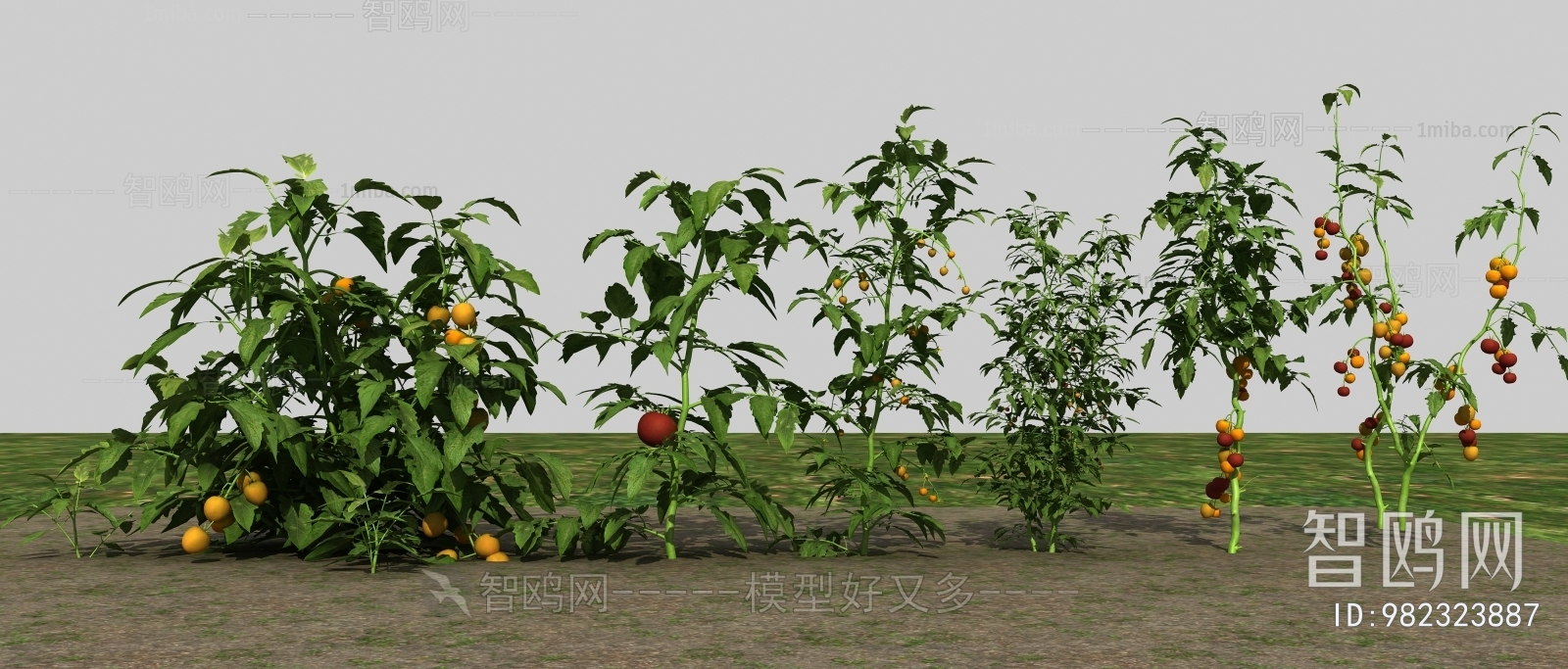 农业作物西红柿