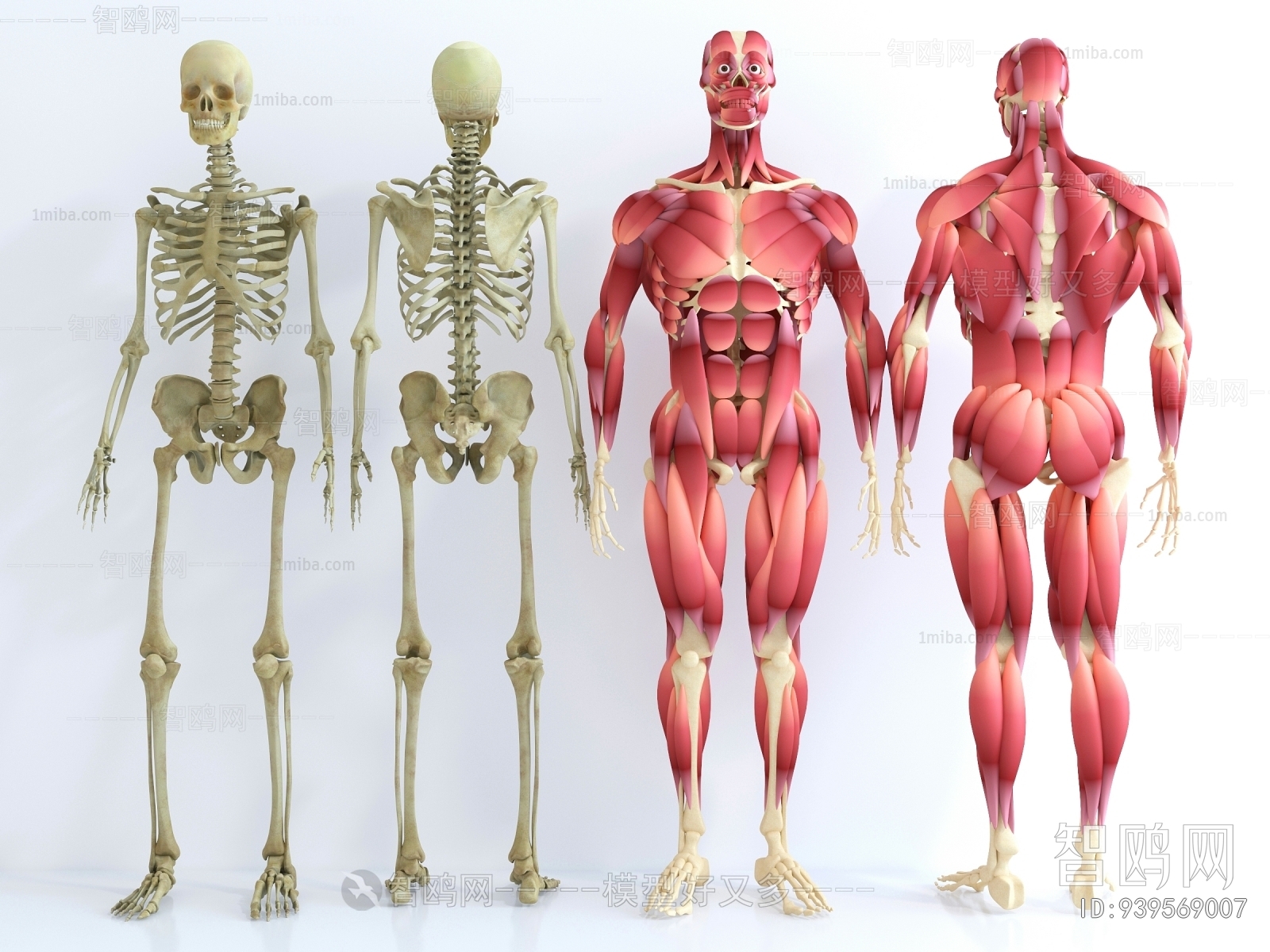 现代人体肌肉结构