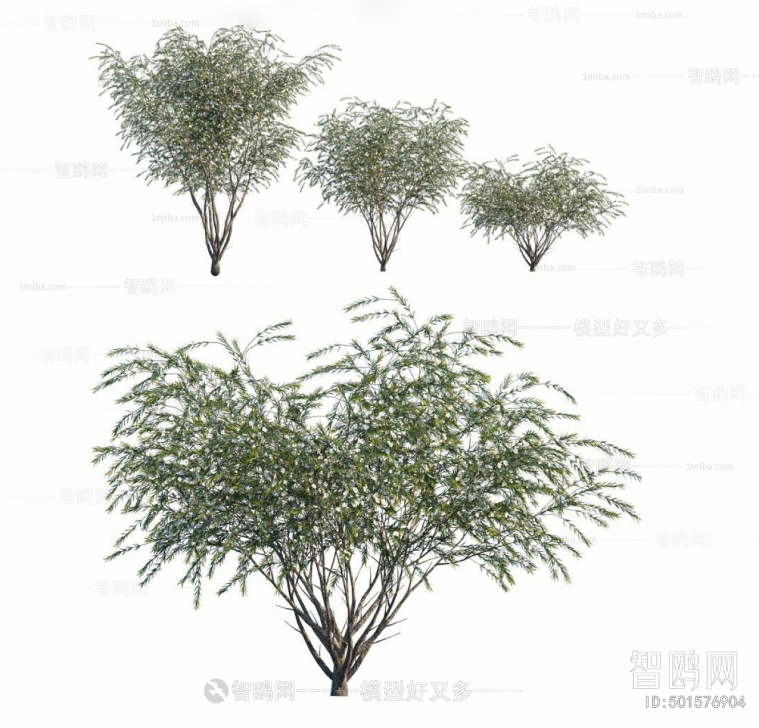 现代植物树