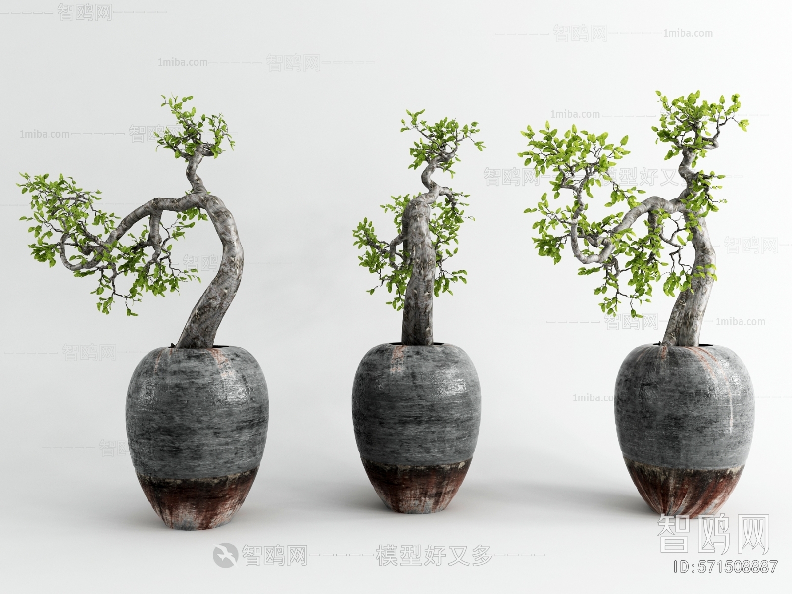 Chinese Style Bonsai