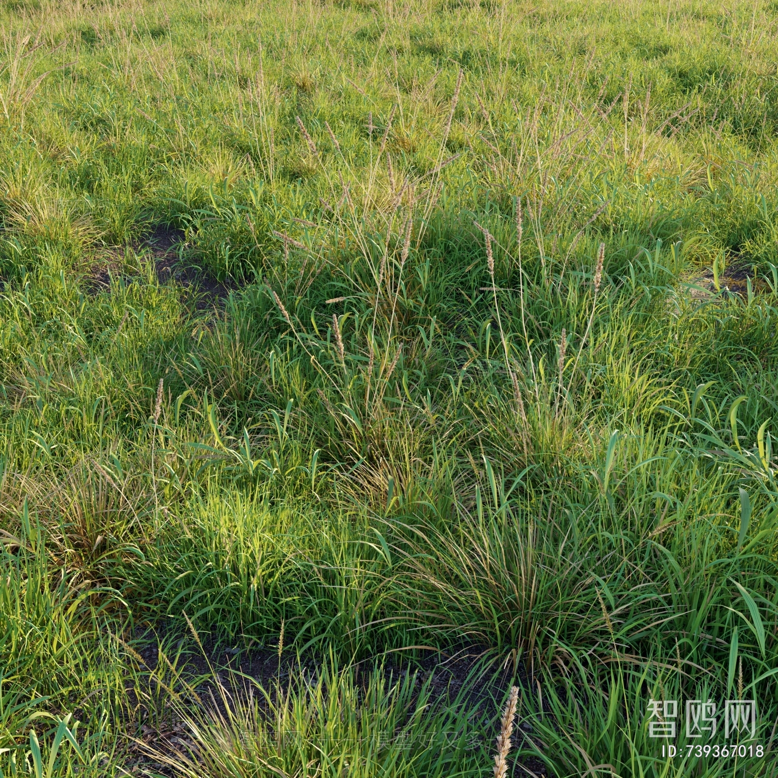 Modern Flowers And Grass