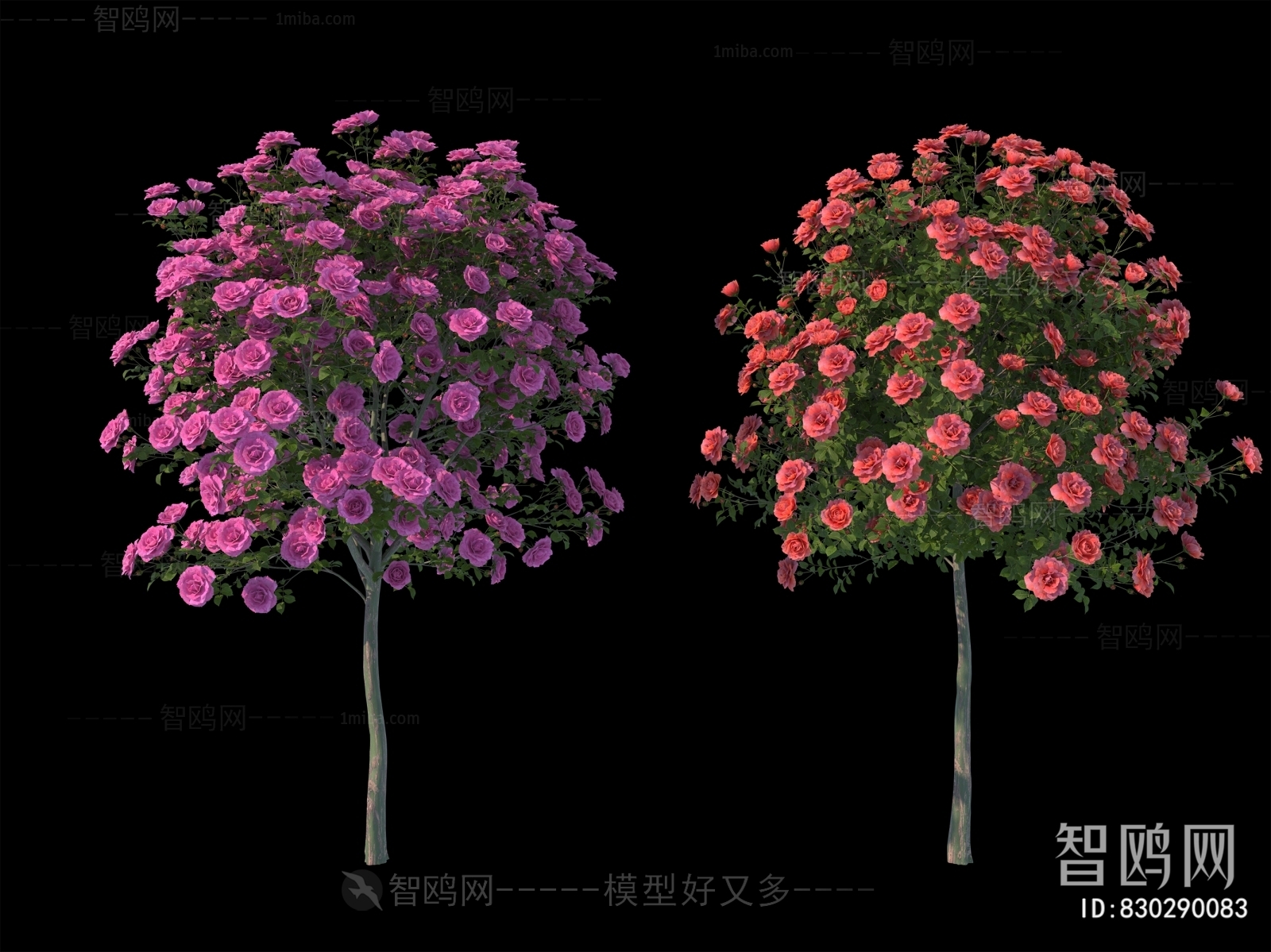 现代月季花树