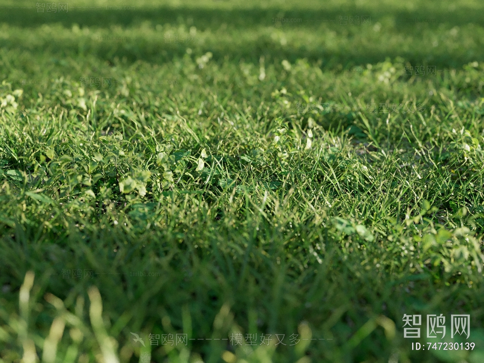 Modern Flowers And Grass