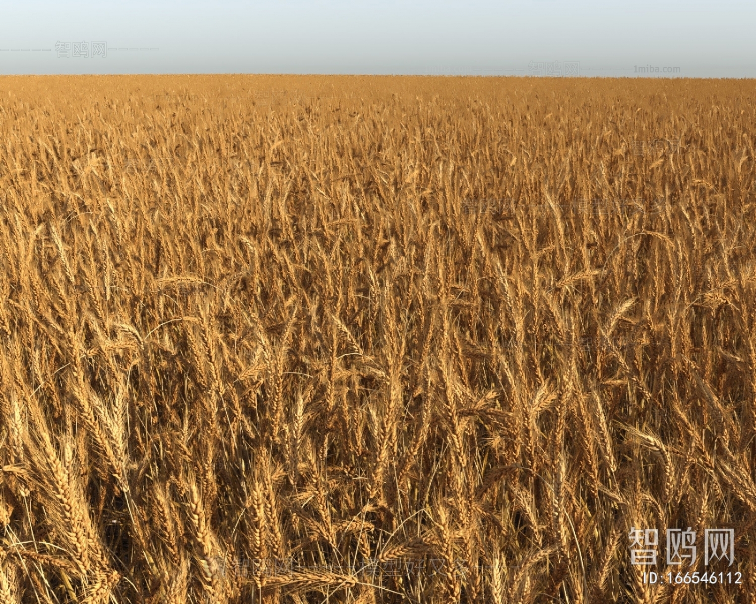现代农作物小麦