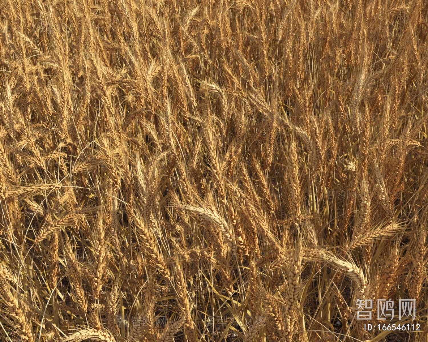 现代农作物小麦