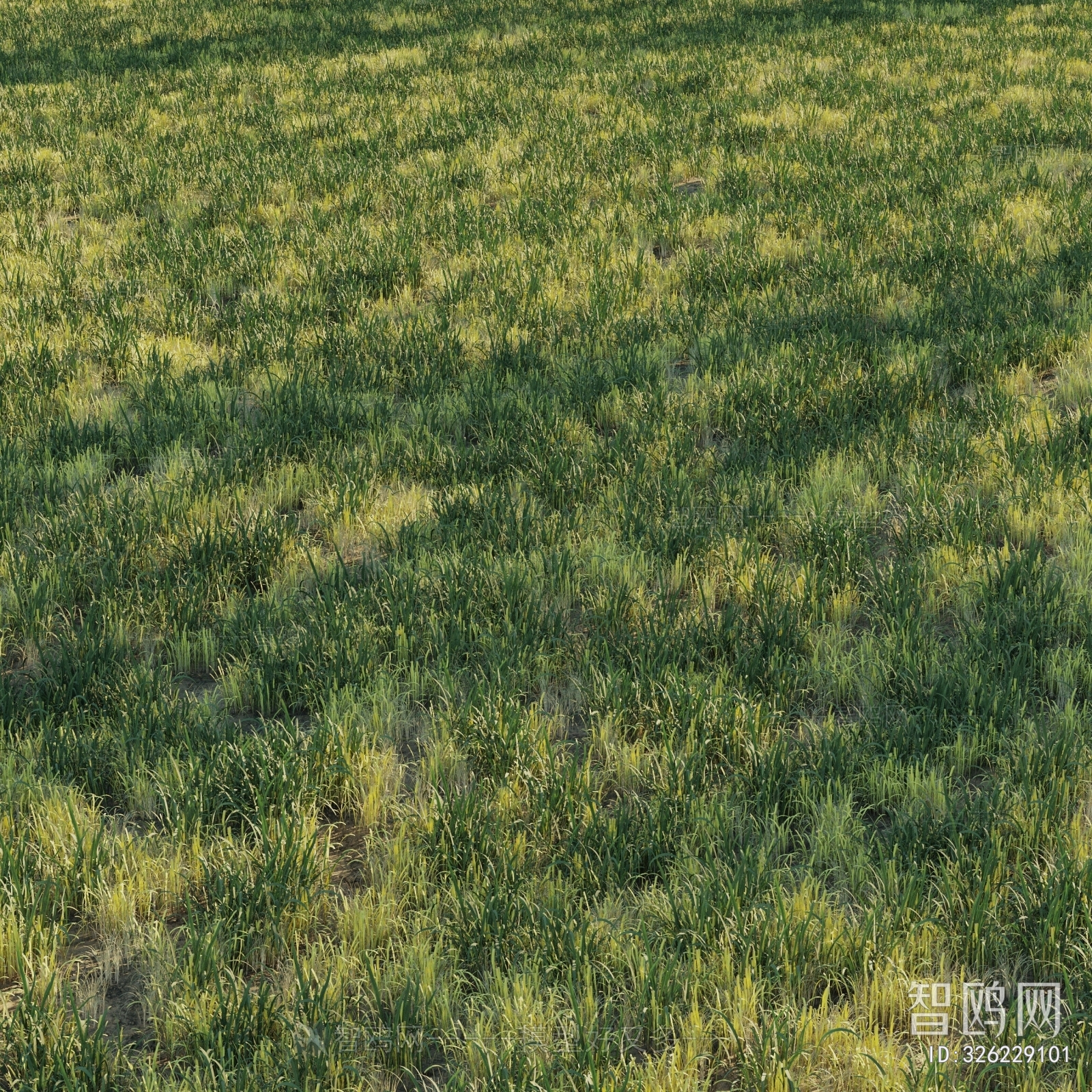 Modern Flowers And Grass