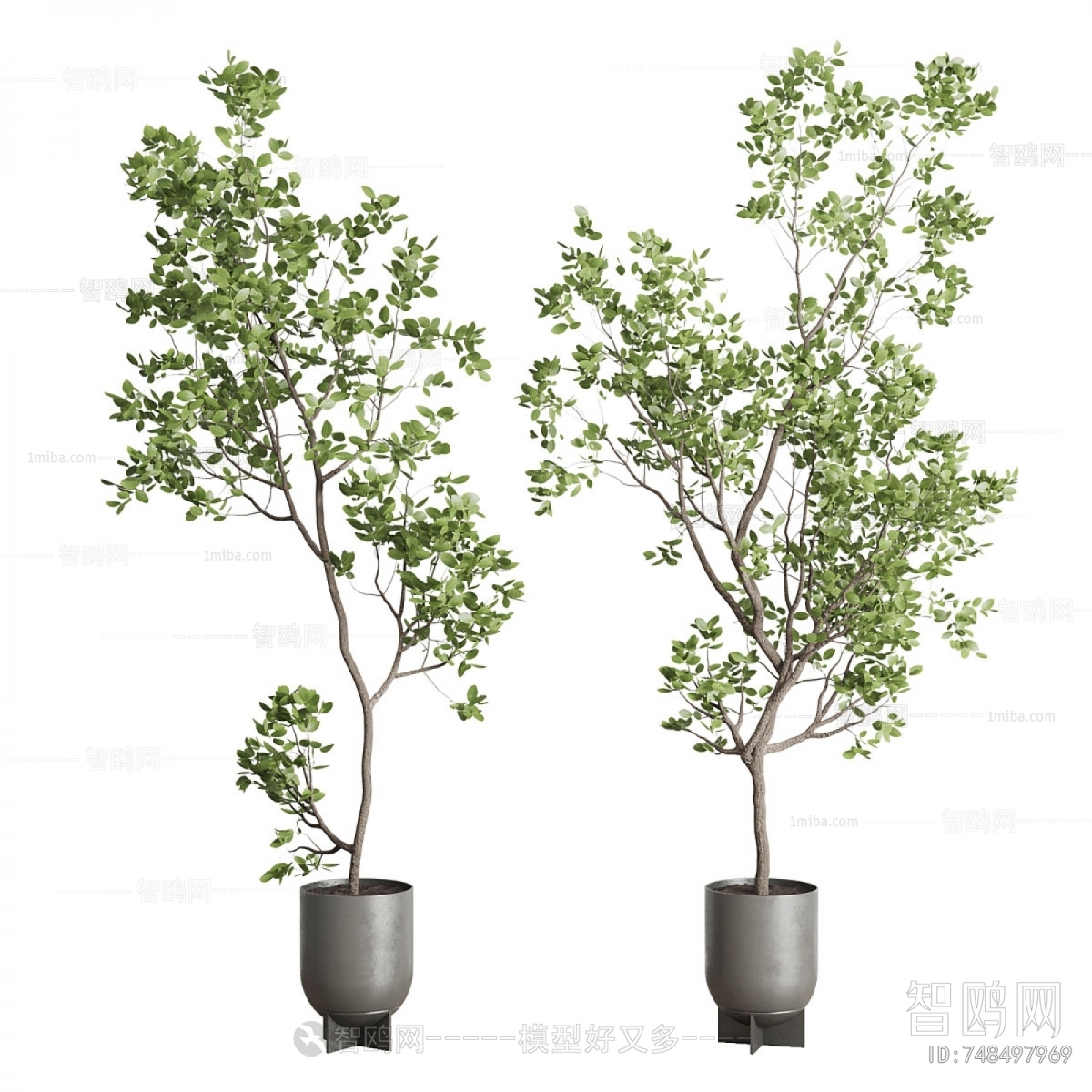 Modern Ground Green Plant Potted Plants