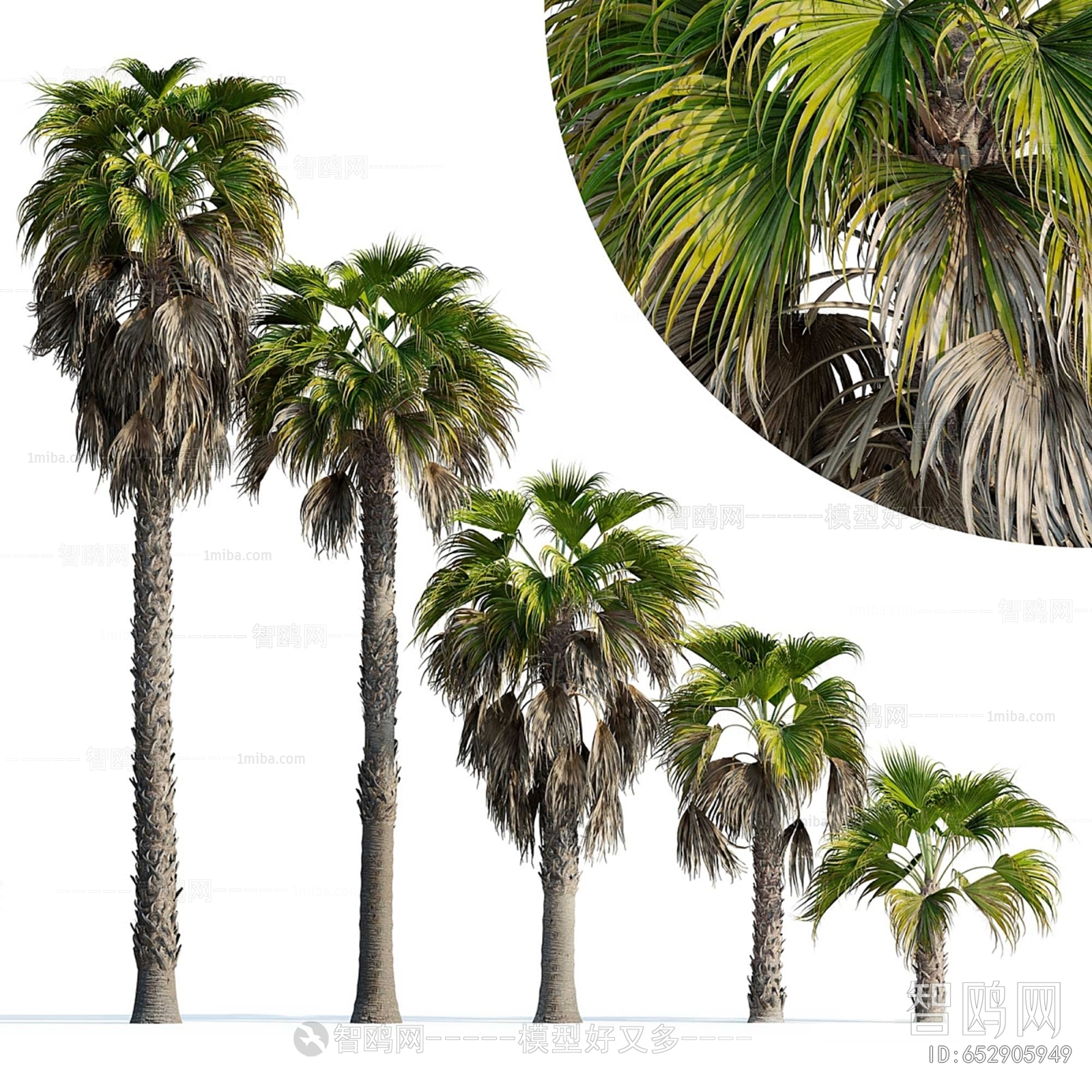 现代华盛顿罗布斯塔棕榈树3D模型下载