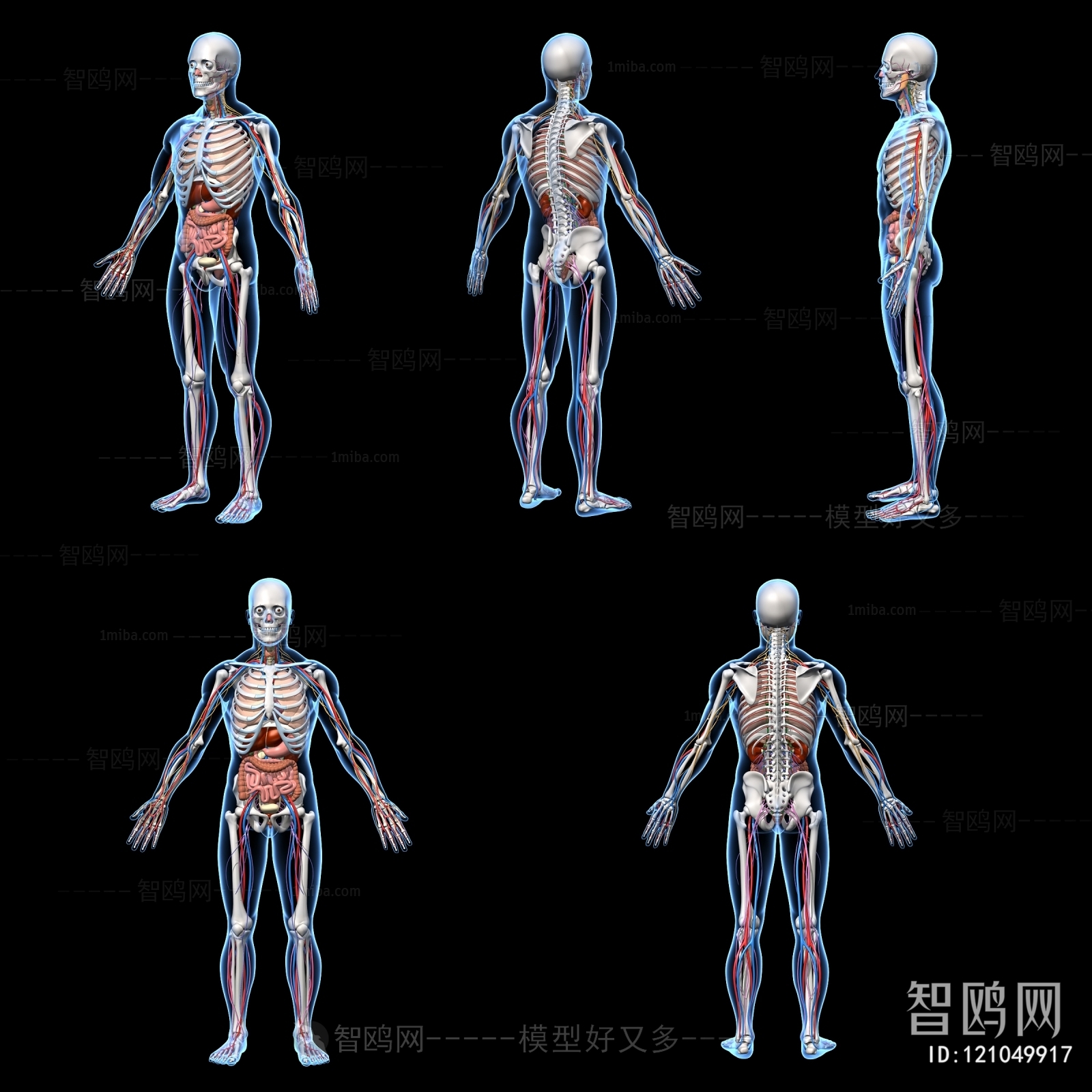 现代人体骨骼器官神经系统