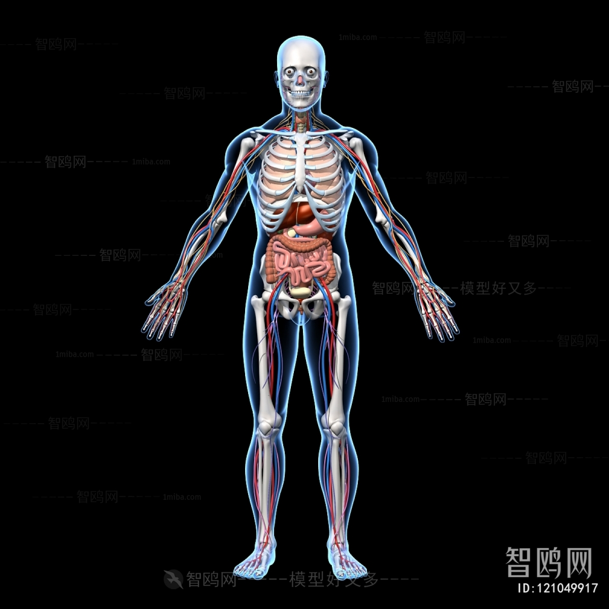 现代人体骨骼器官神经系统