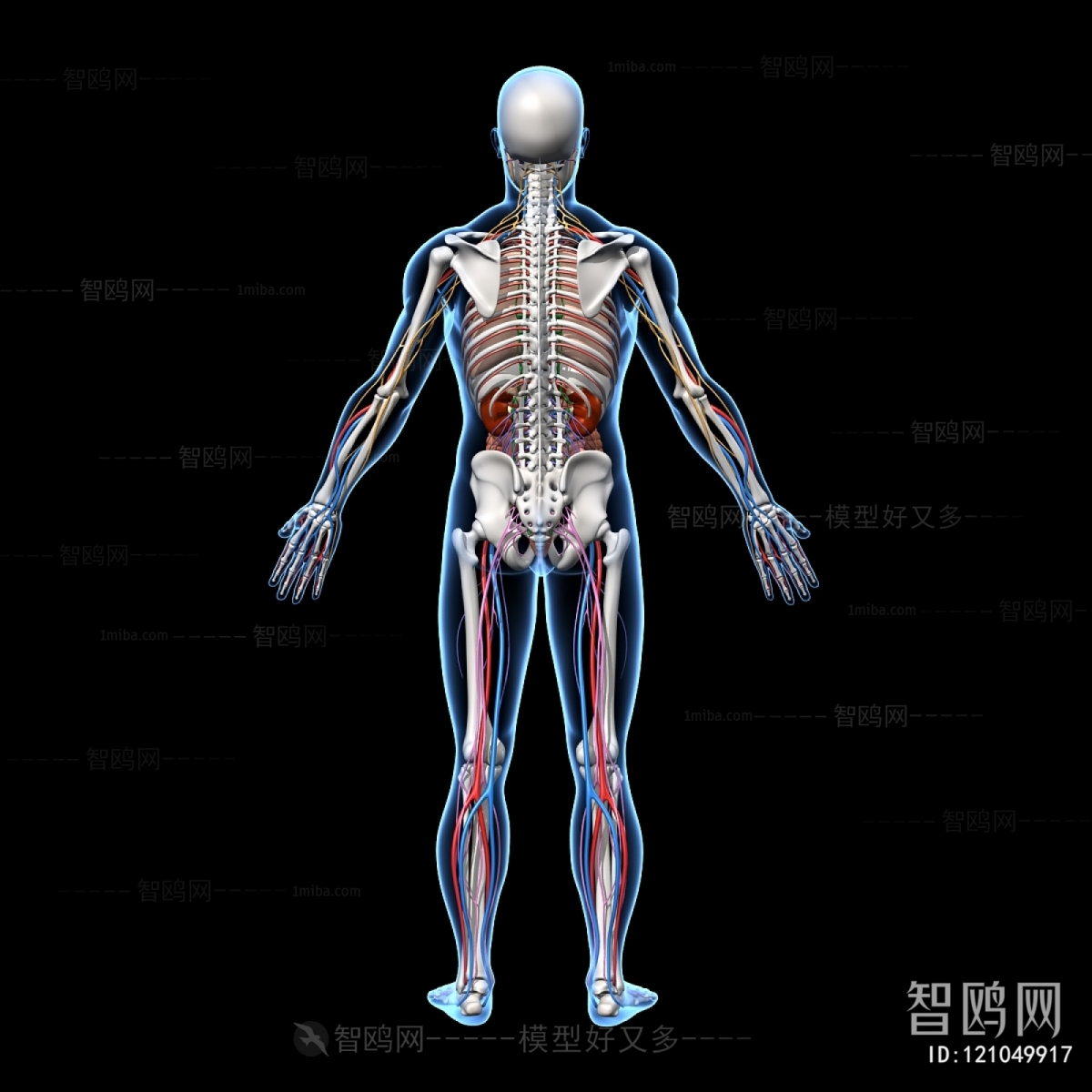 现代人体骨骼器官神经系统