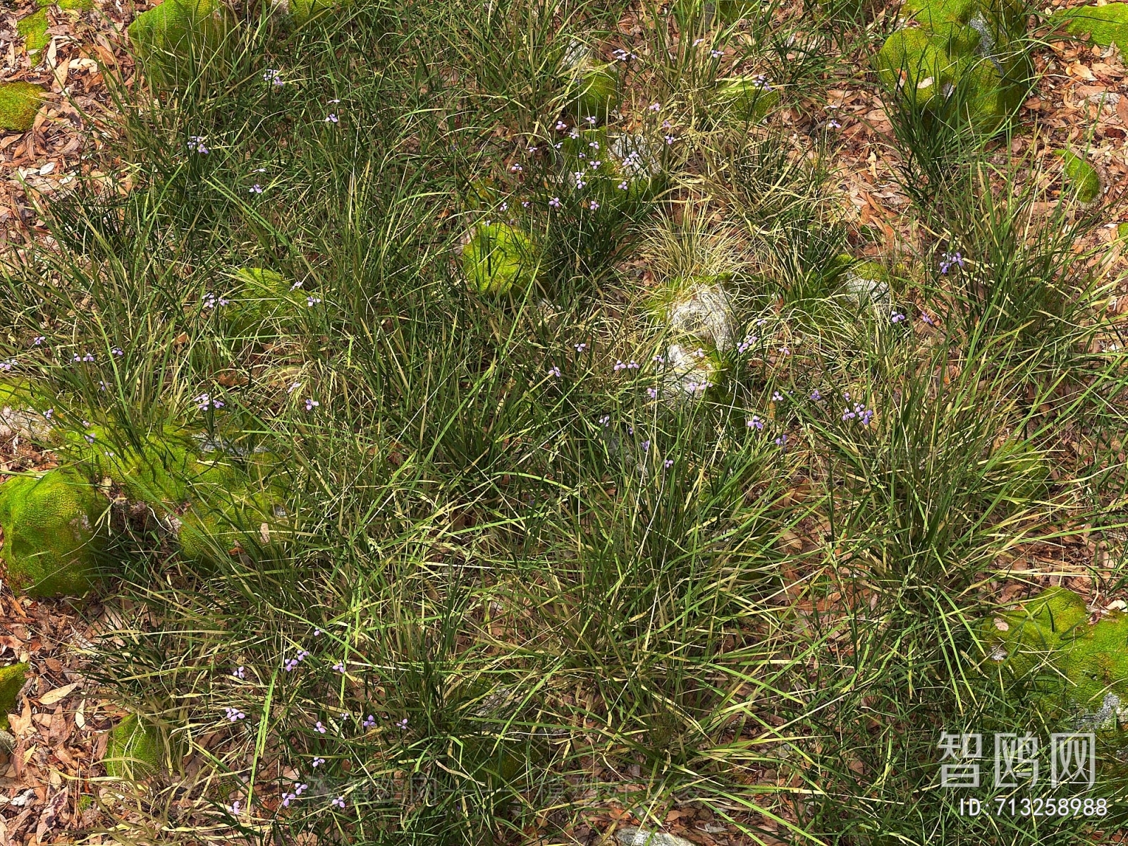 现代花草 草地 草坪