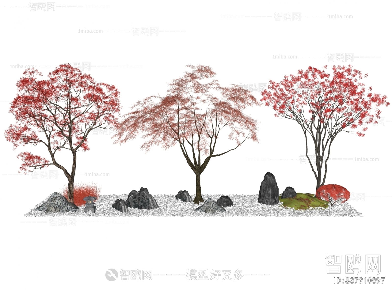 现代红枫景观树