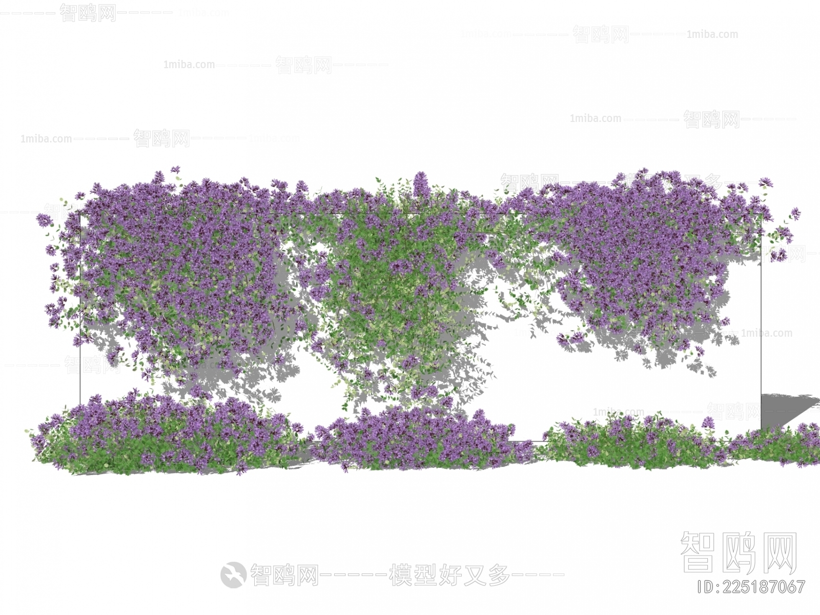 现代紫藤蔓 百里香花草