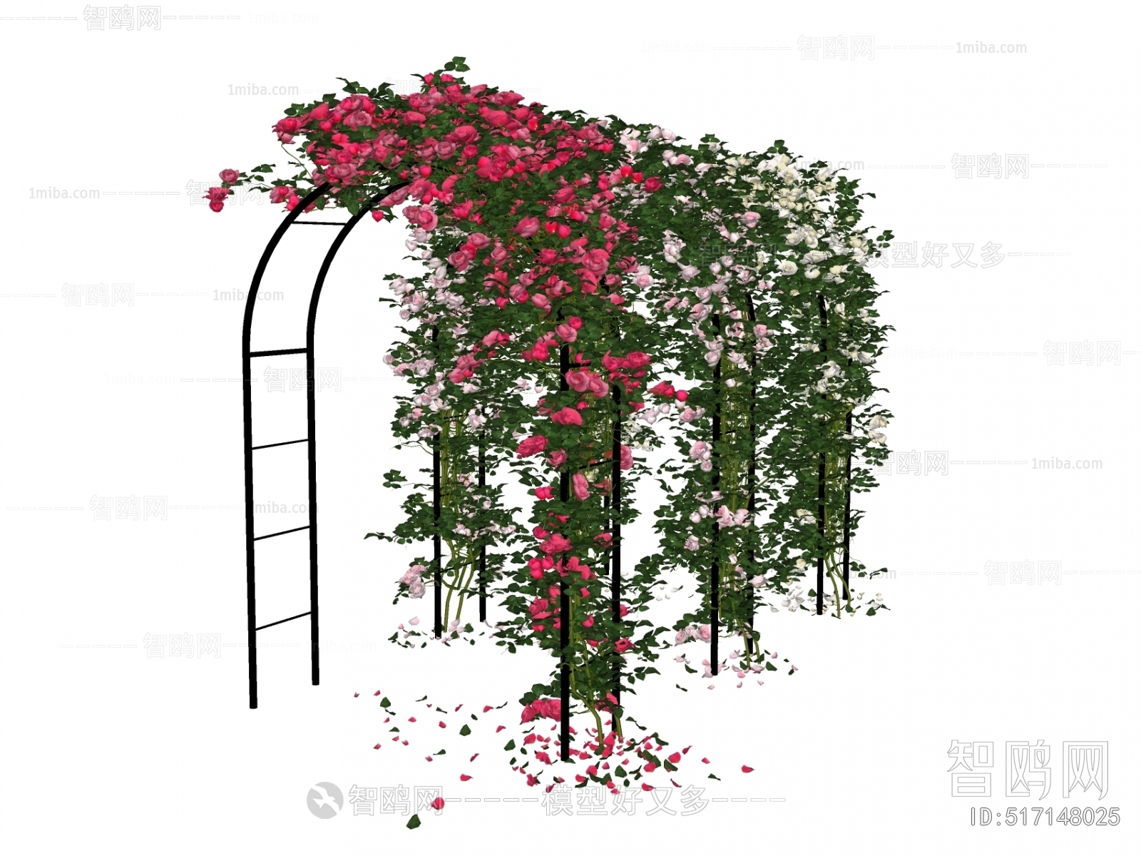现代攀爬植物月季花玫瑰