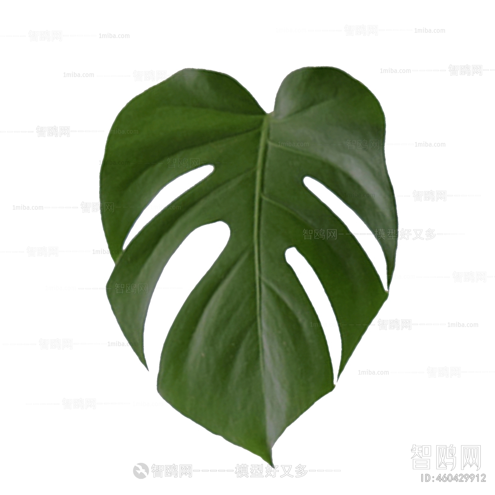 Plant Leaves