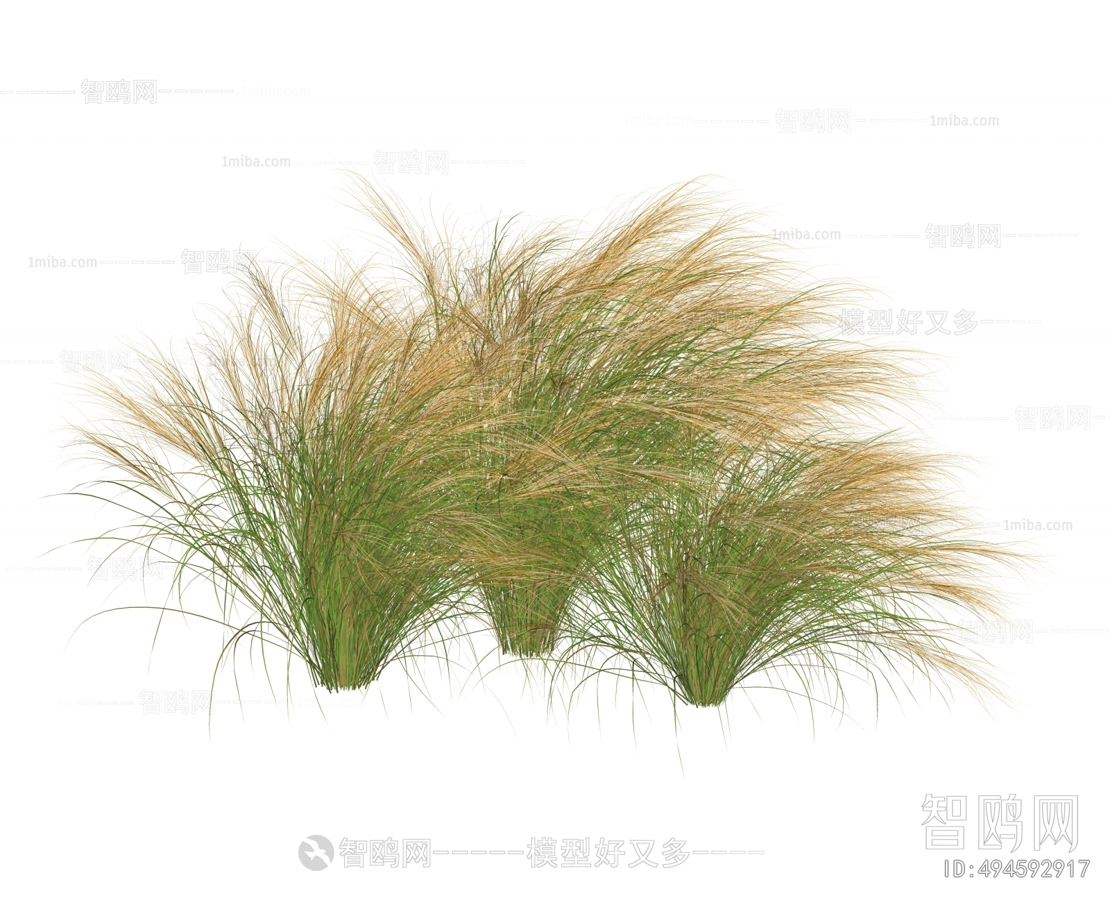 现代羽毛芦苇草
