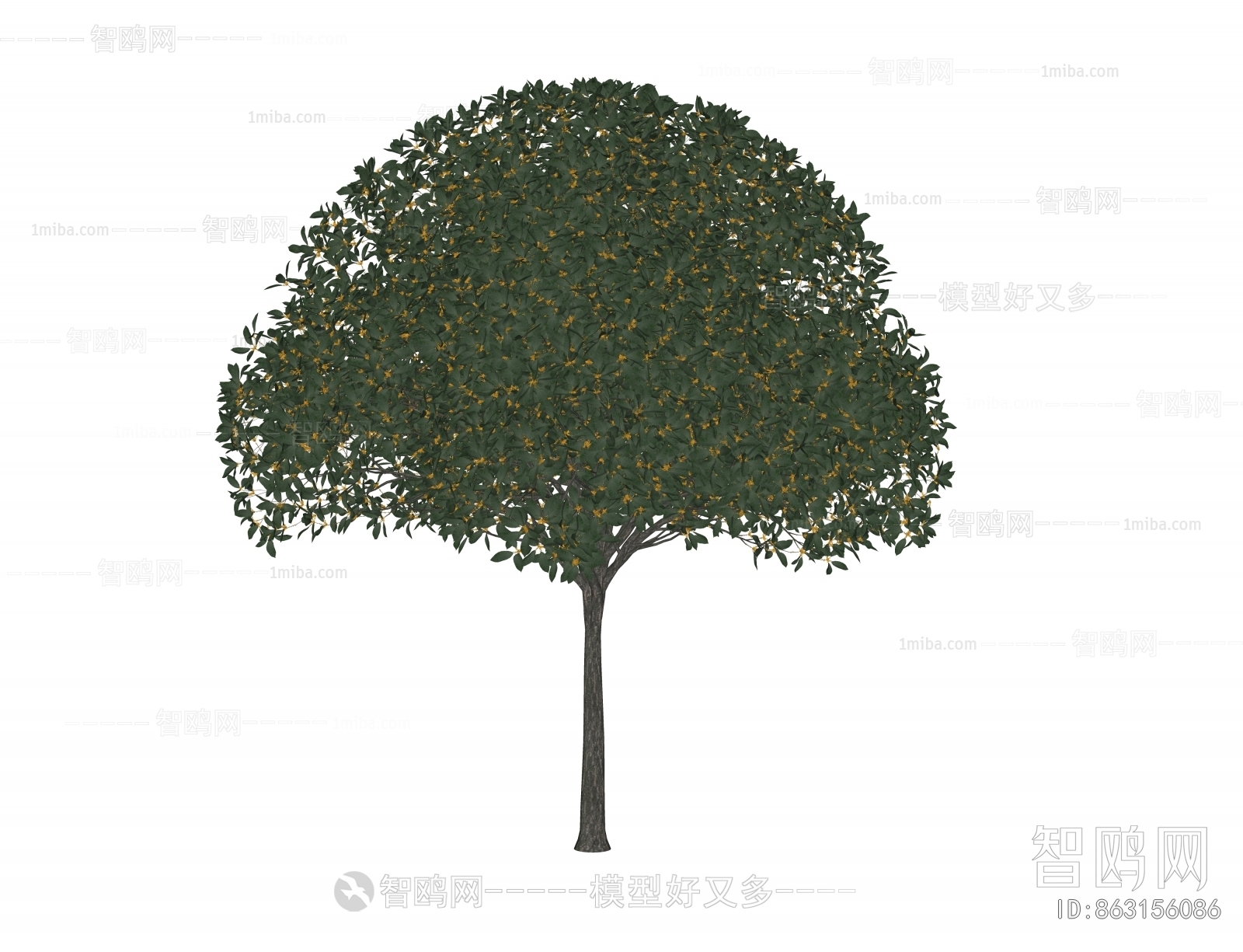 现代桂花树