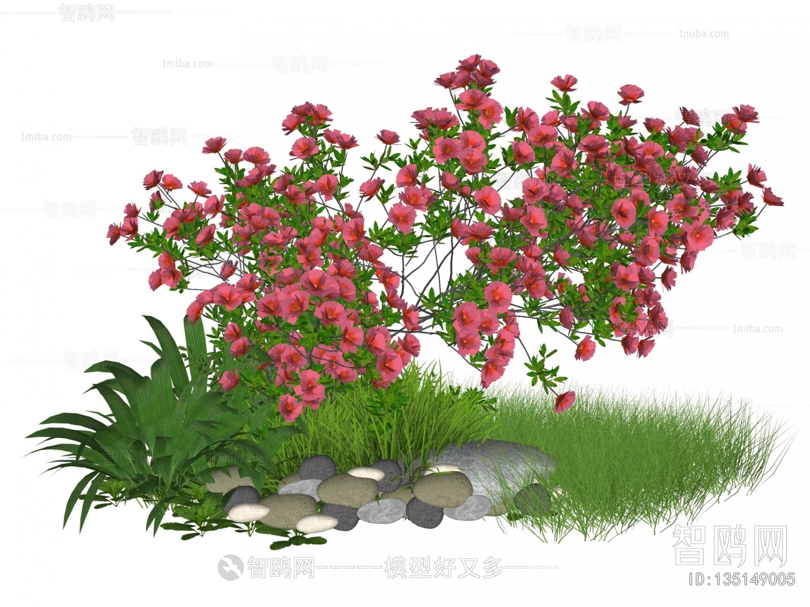 现代月季花植物花卉