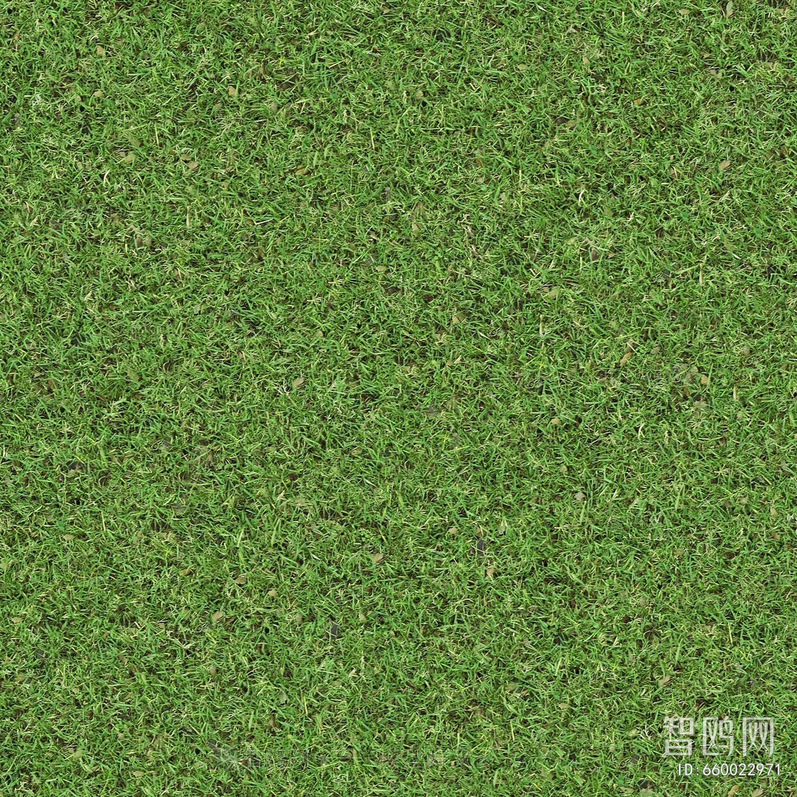 Grass