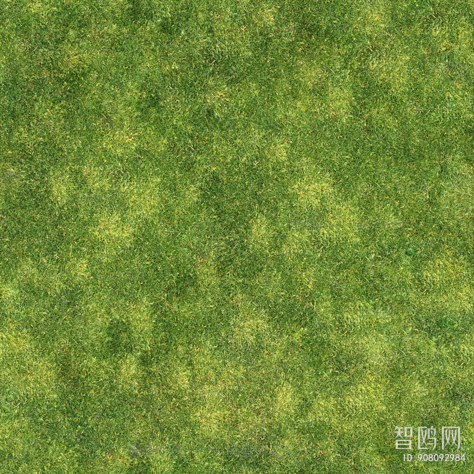 Grass