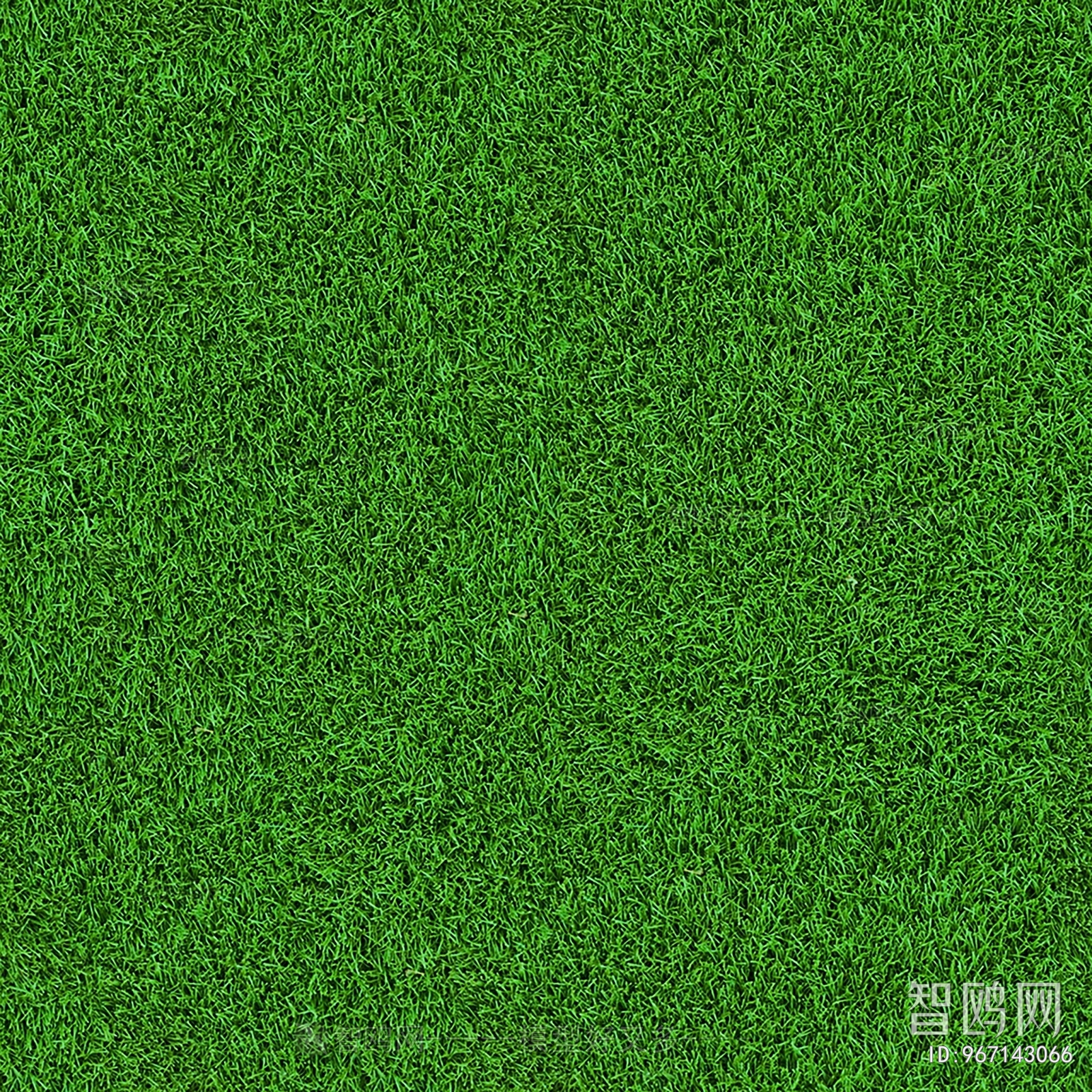 Grass