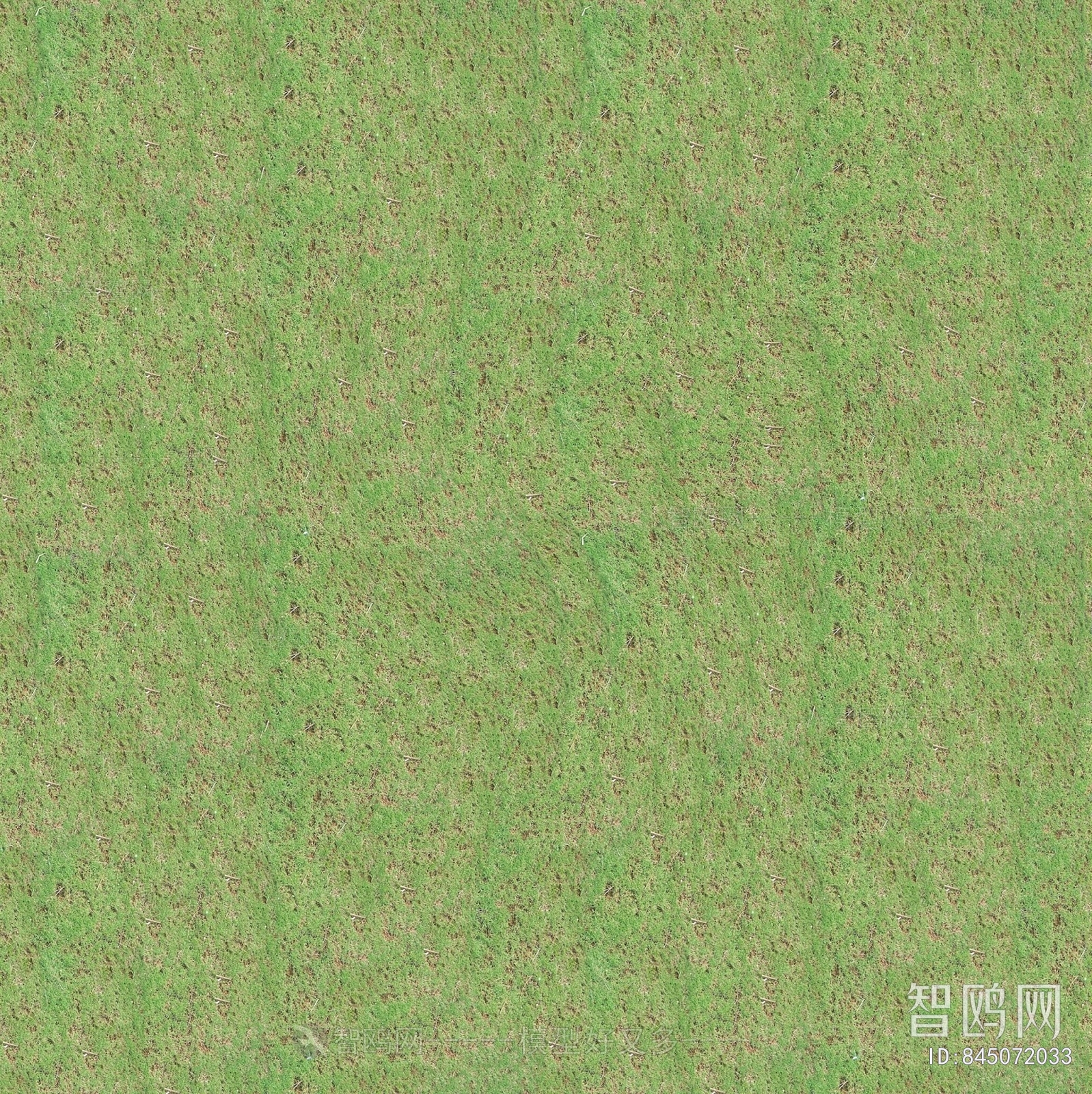 Grass