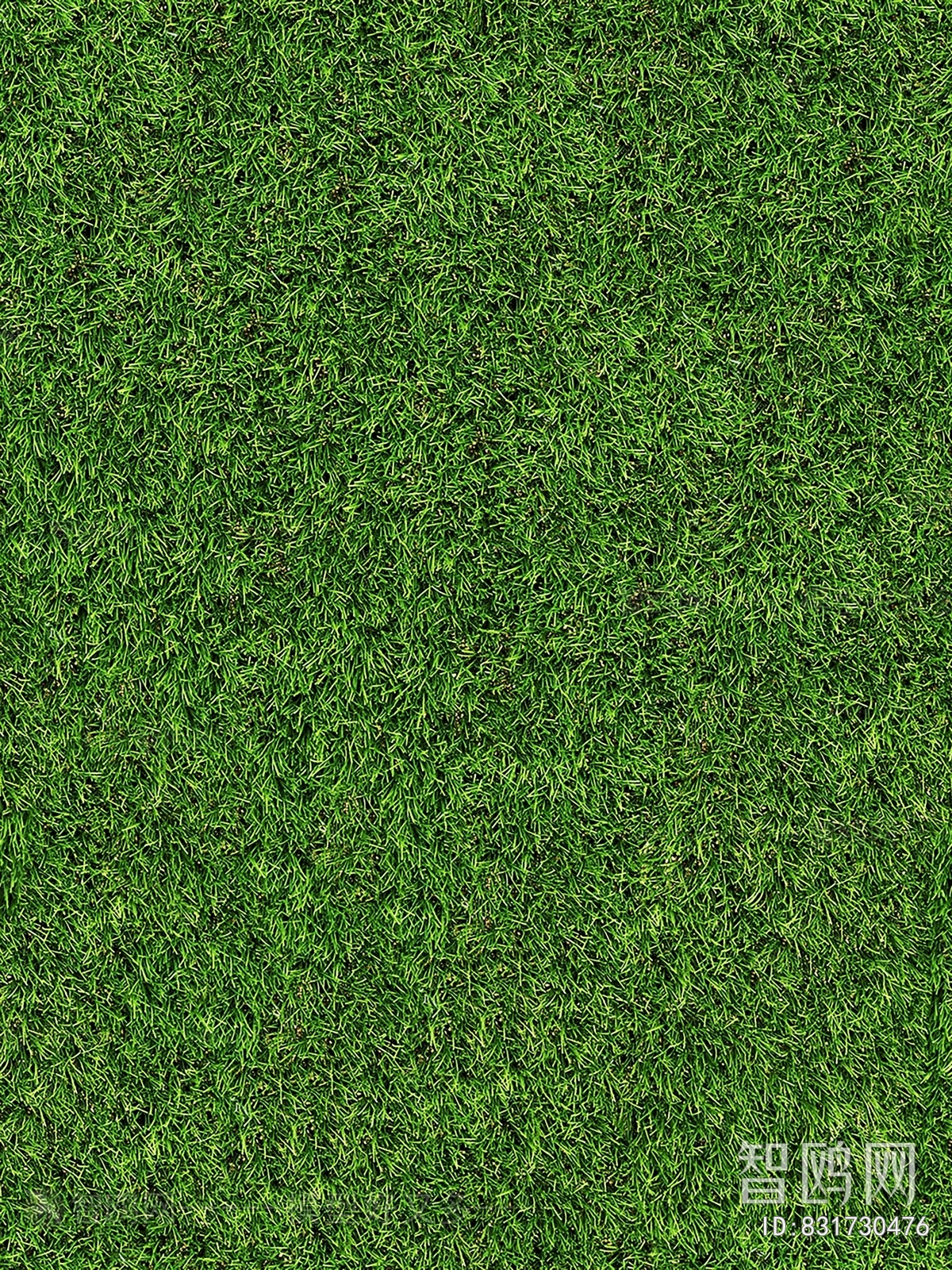 Grass