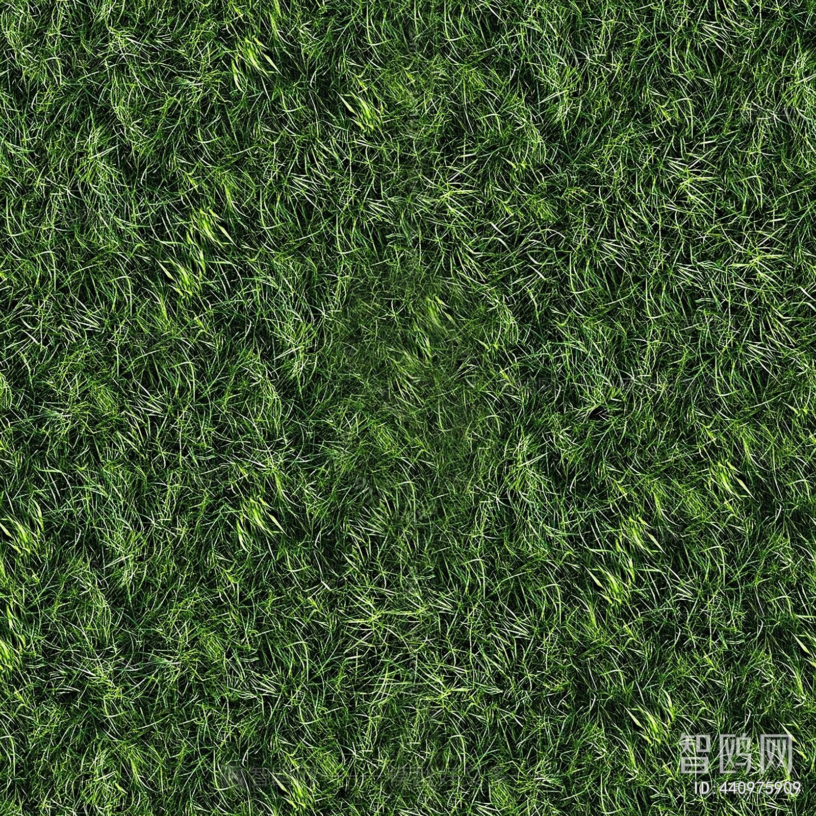 Grass