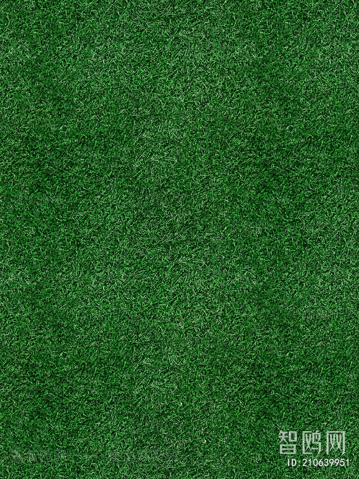 Grass