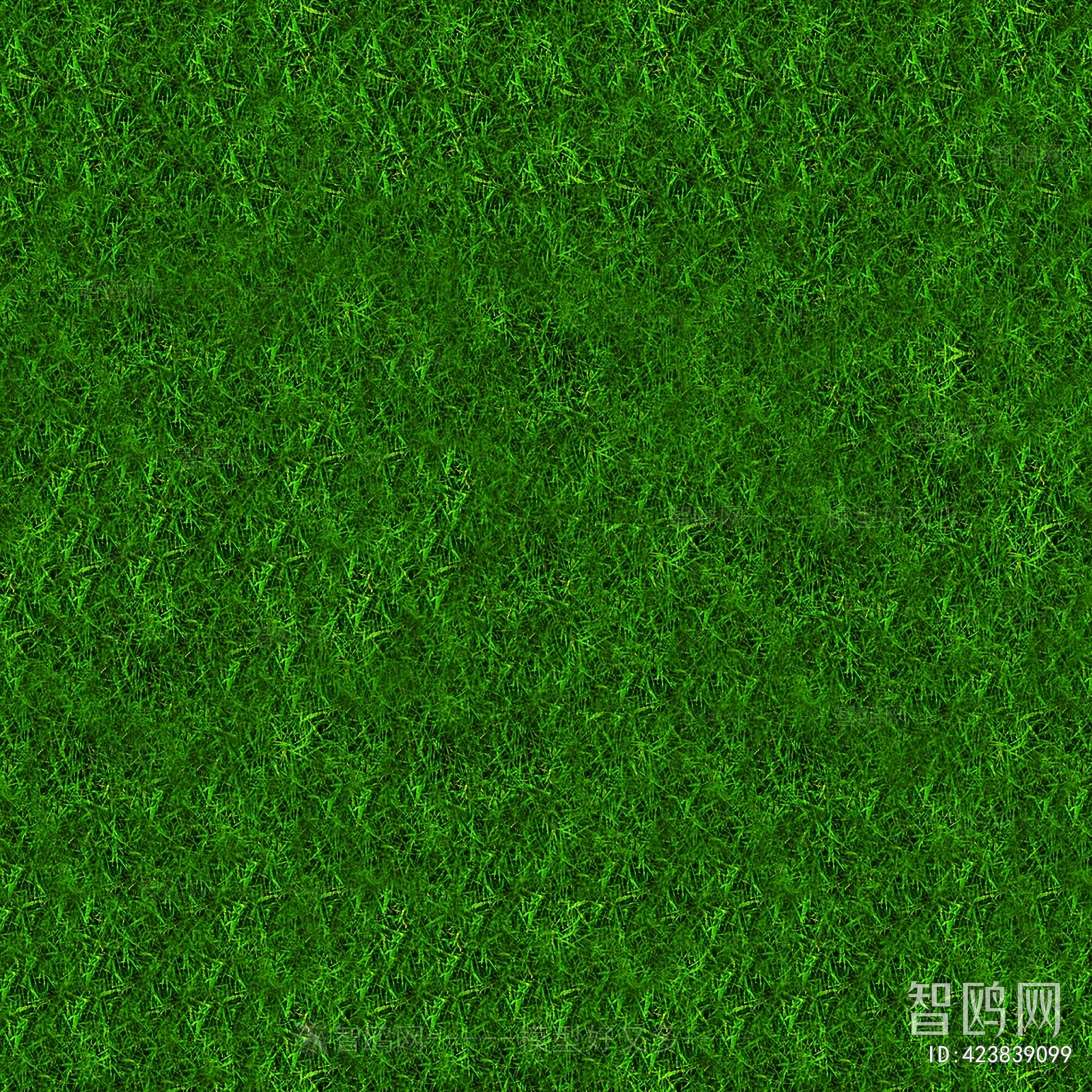 Grass