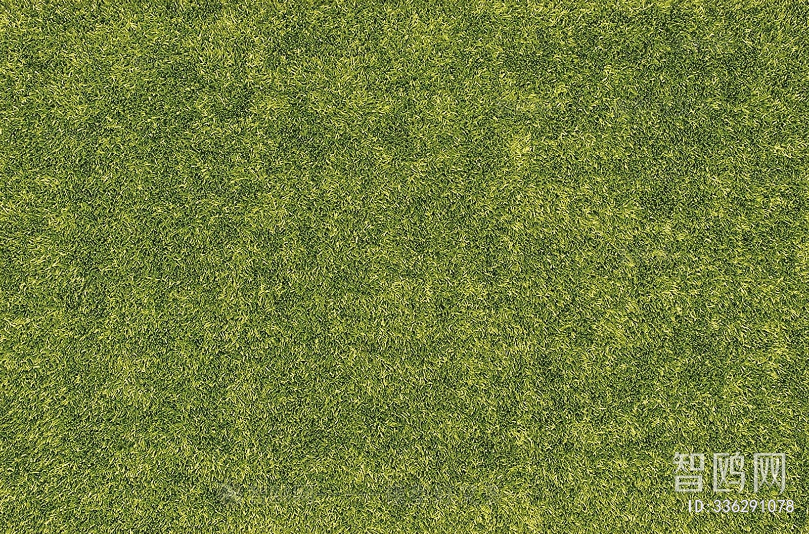 Grass