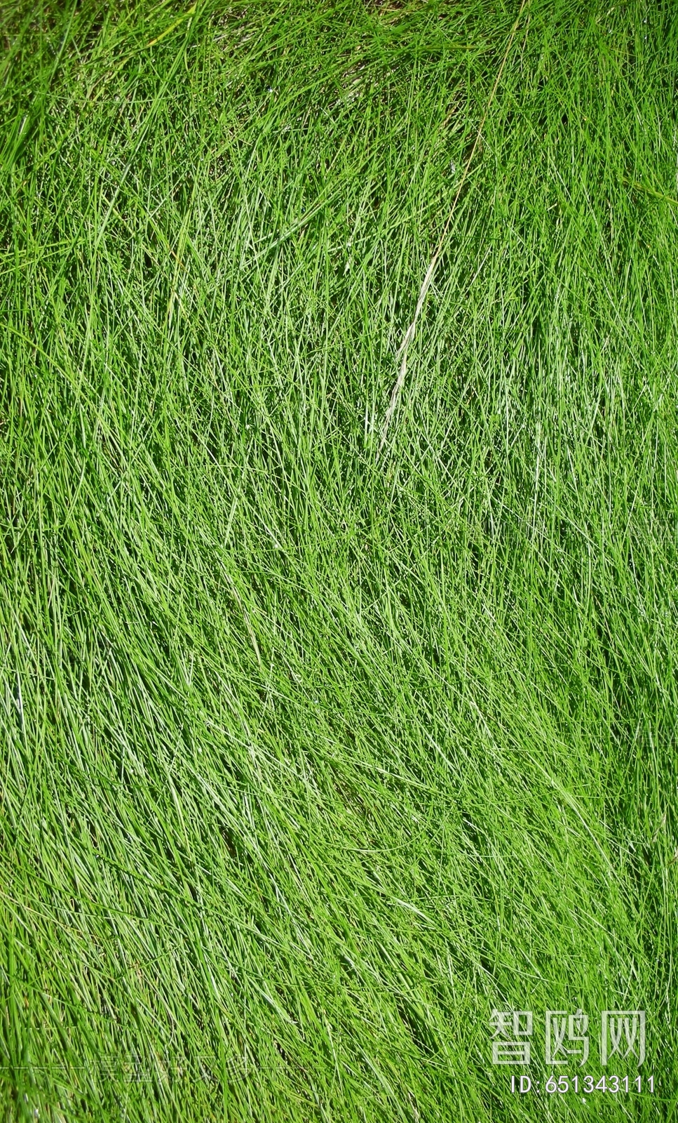 Grass