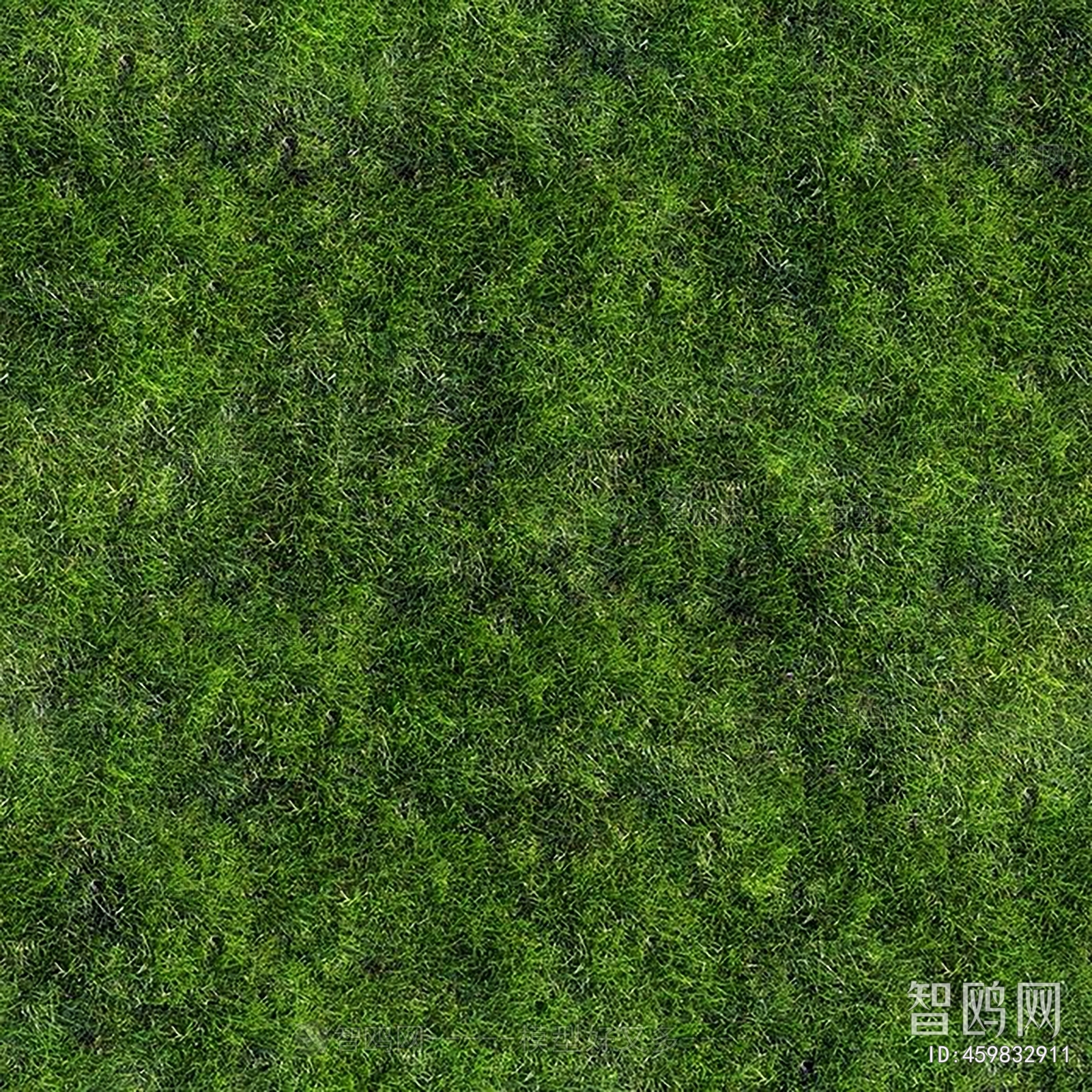 Grass