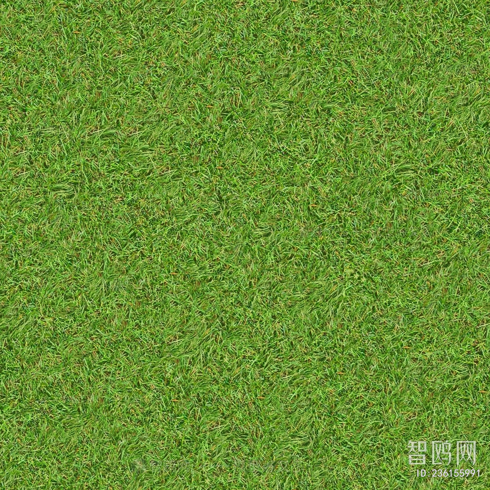 Grass