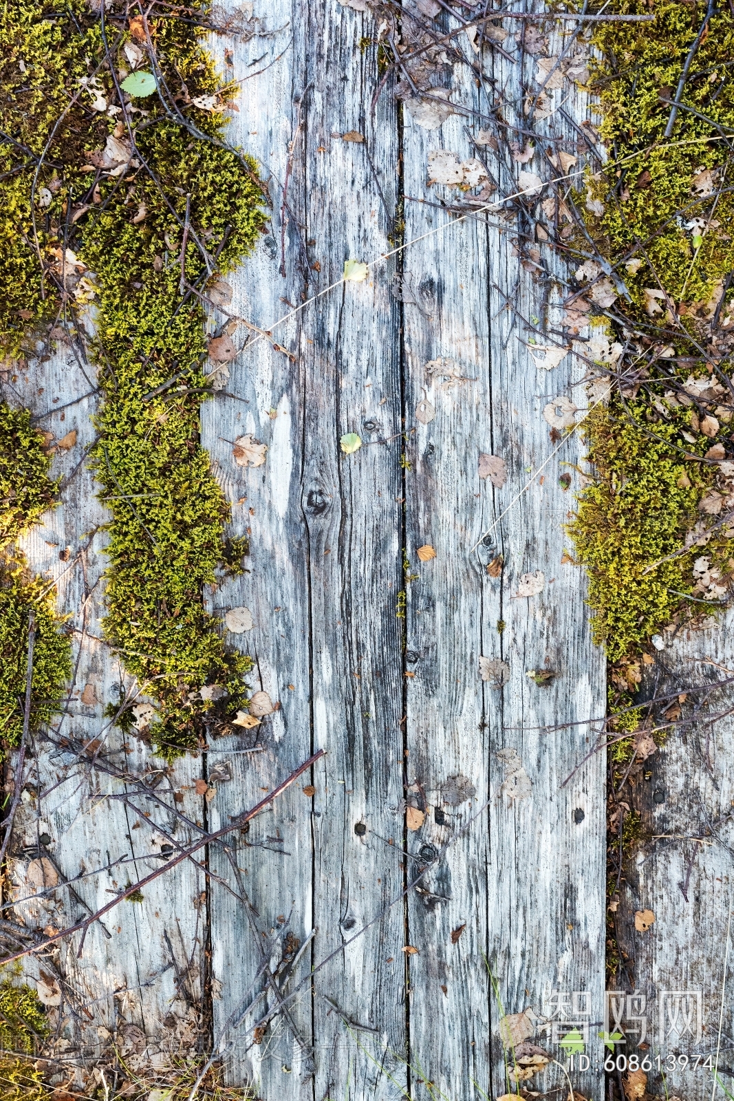 Old Wood Texture