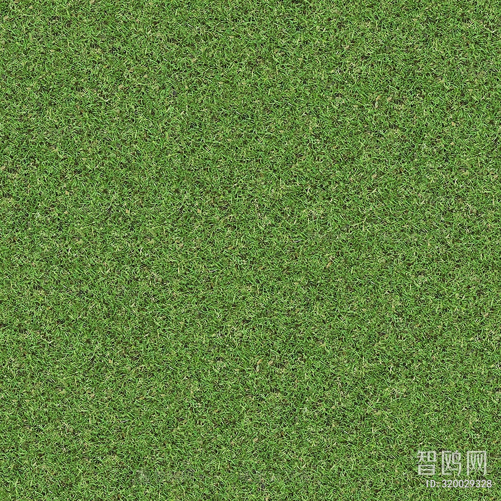 Grass