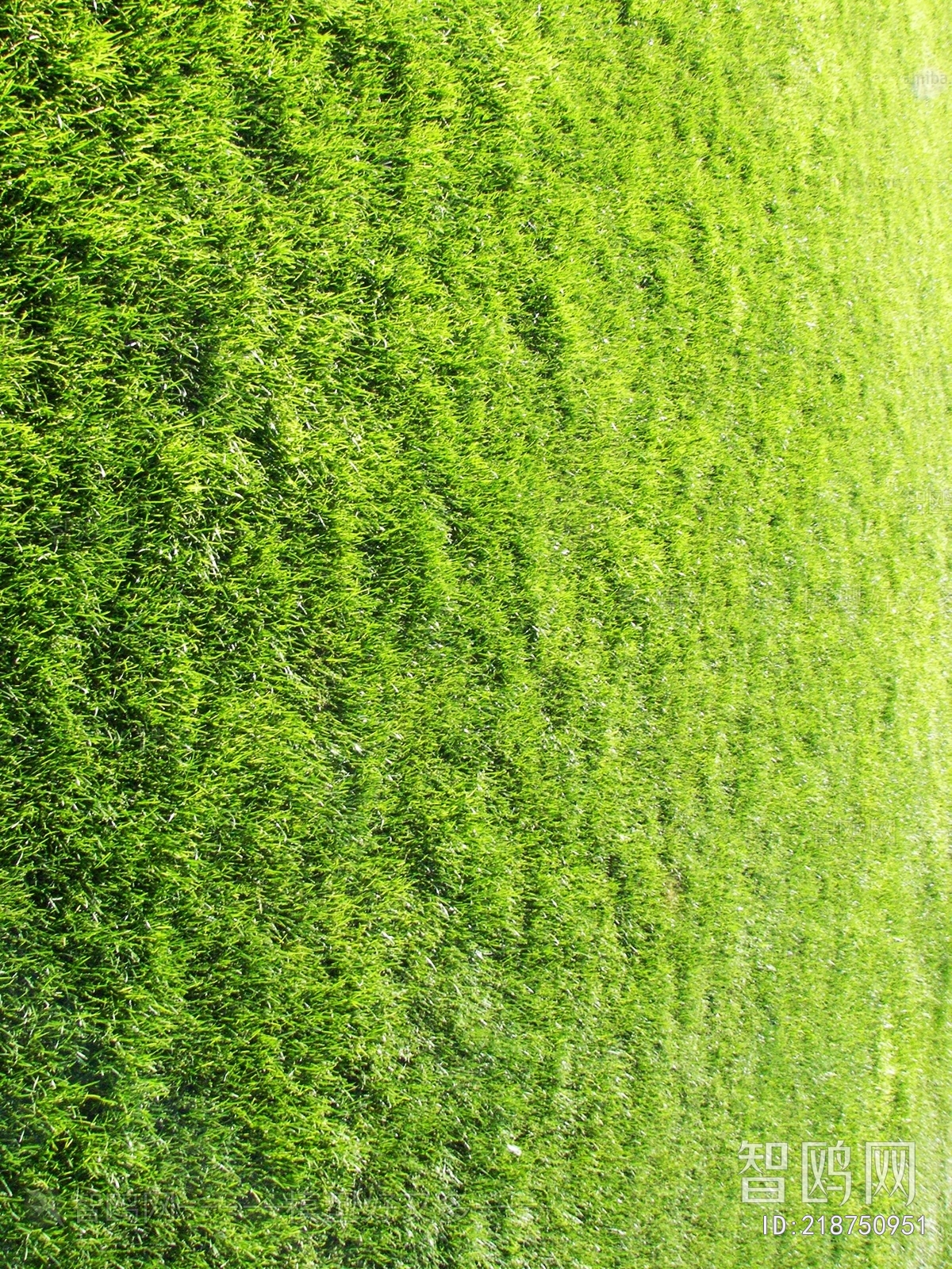 Grass