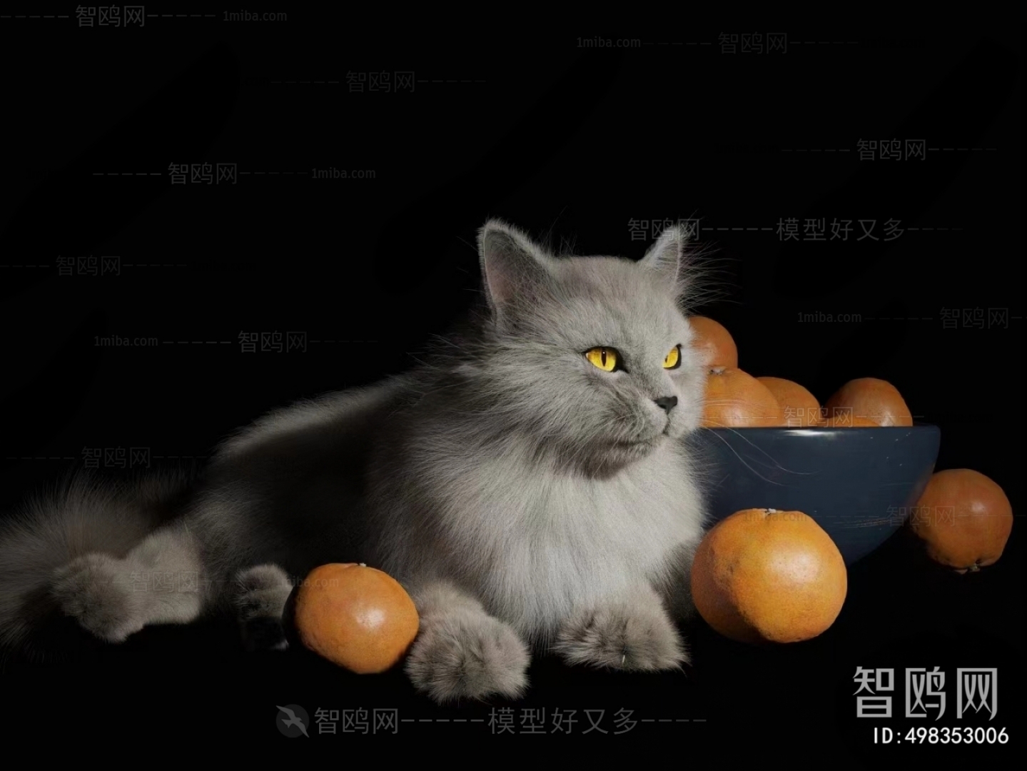 现代猫 橘子