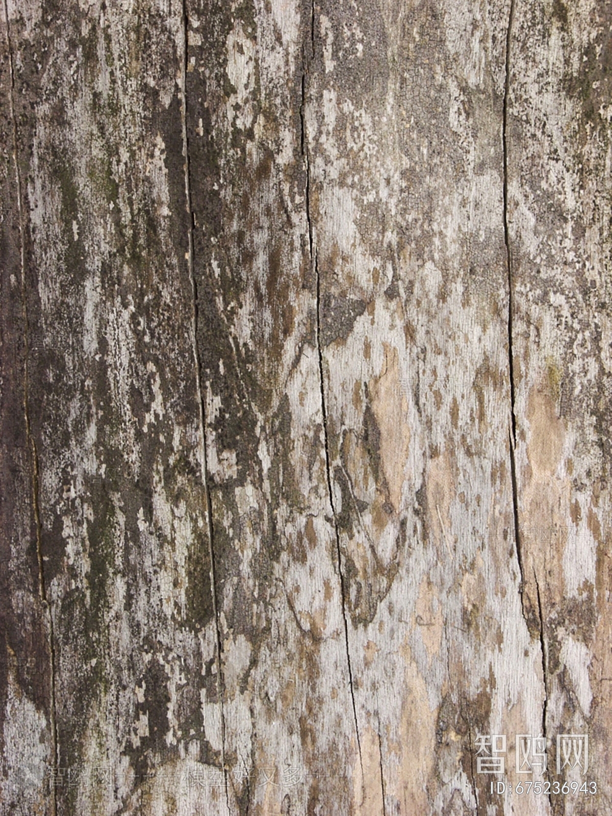 Bark Texture