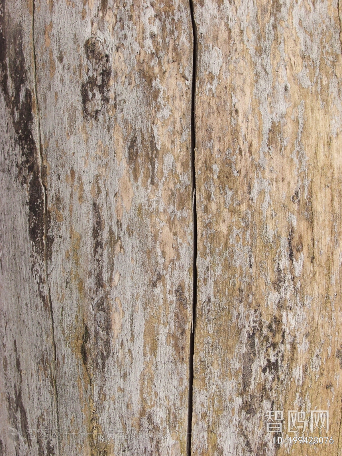 Bark Texture