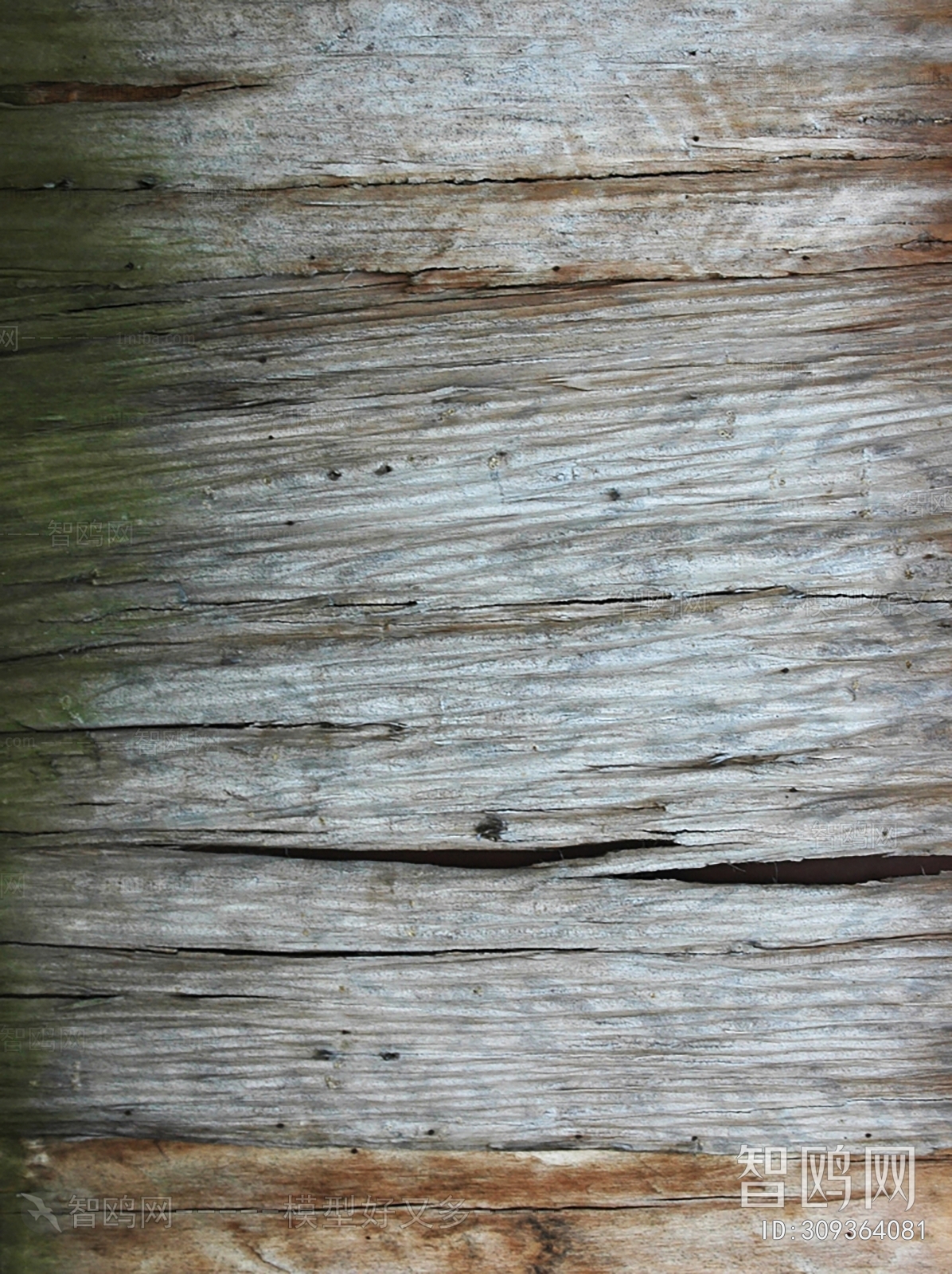 Bark Texture