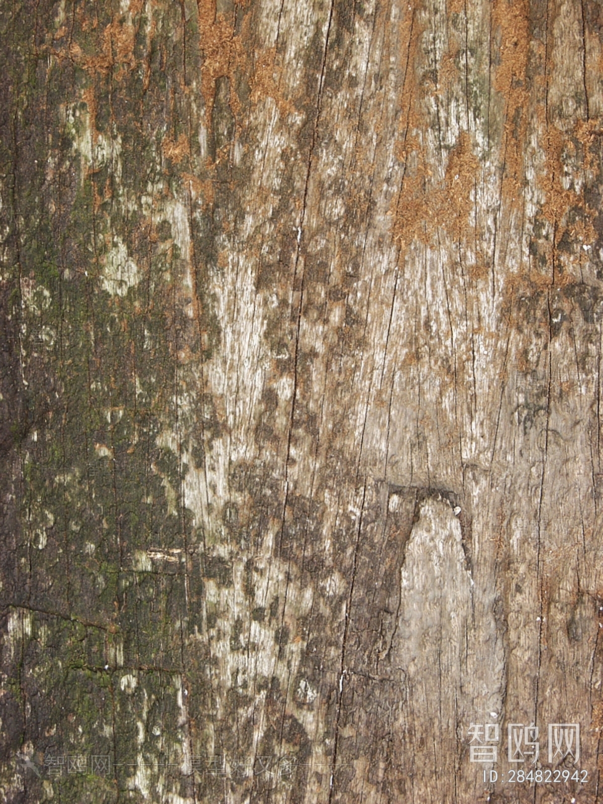 Bark Texture