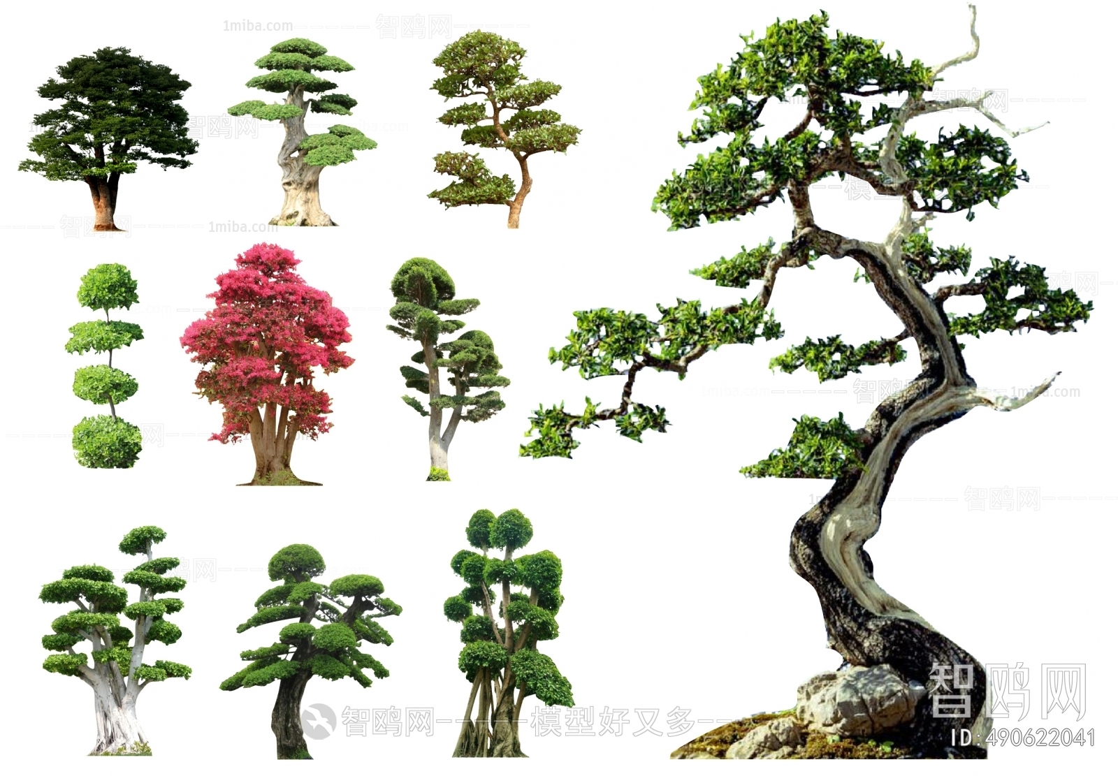 新中式造型树 景观树