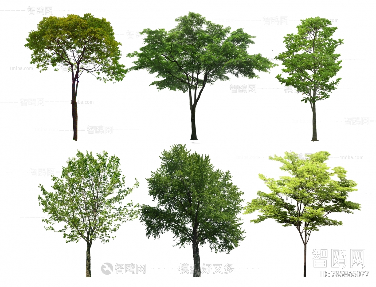 现代香樟树 榉树 丛生树